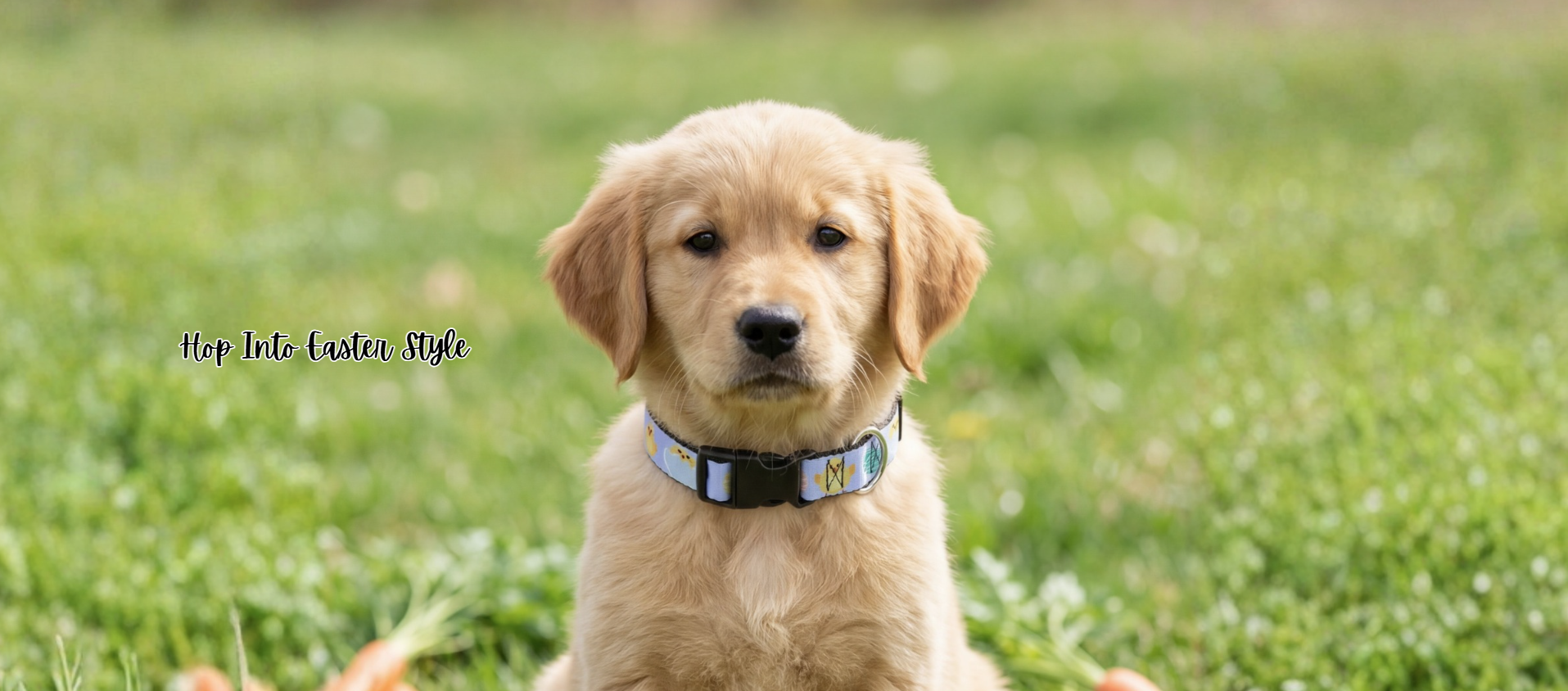 Golden retriever puppy outside wearing an easter designed collar with chicks and eggs from the brand 'buckle-down' with the text "hop into easter style"