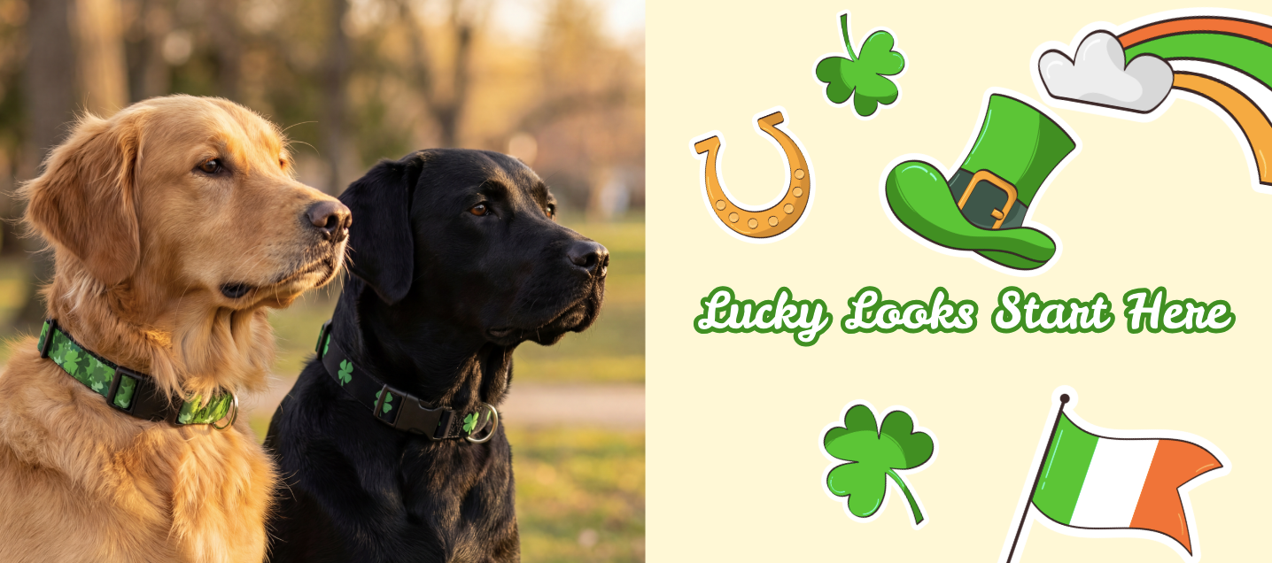two dogs wearing 'buckle-down' plastic clip collars of shamrocks for St. Patrick's Day holiday with the title 'lucky looks start here'