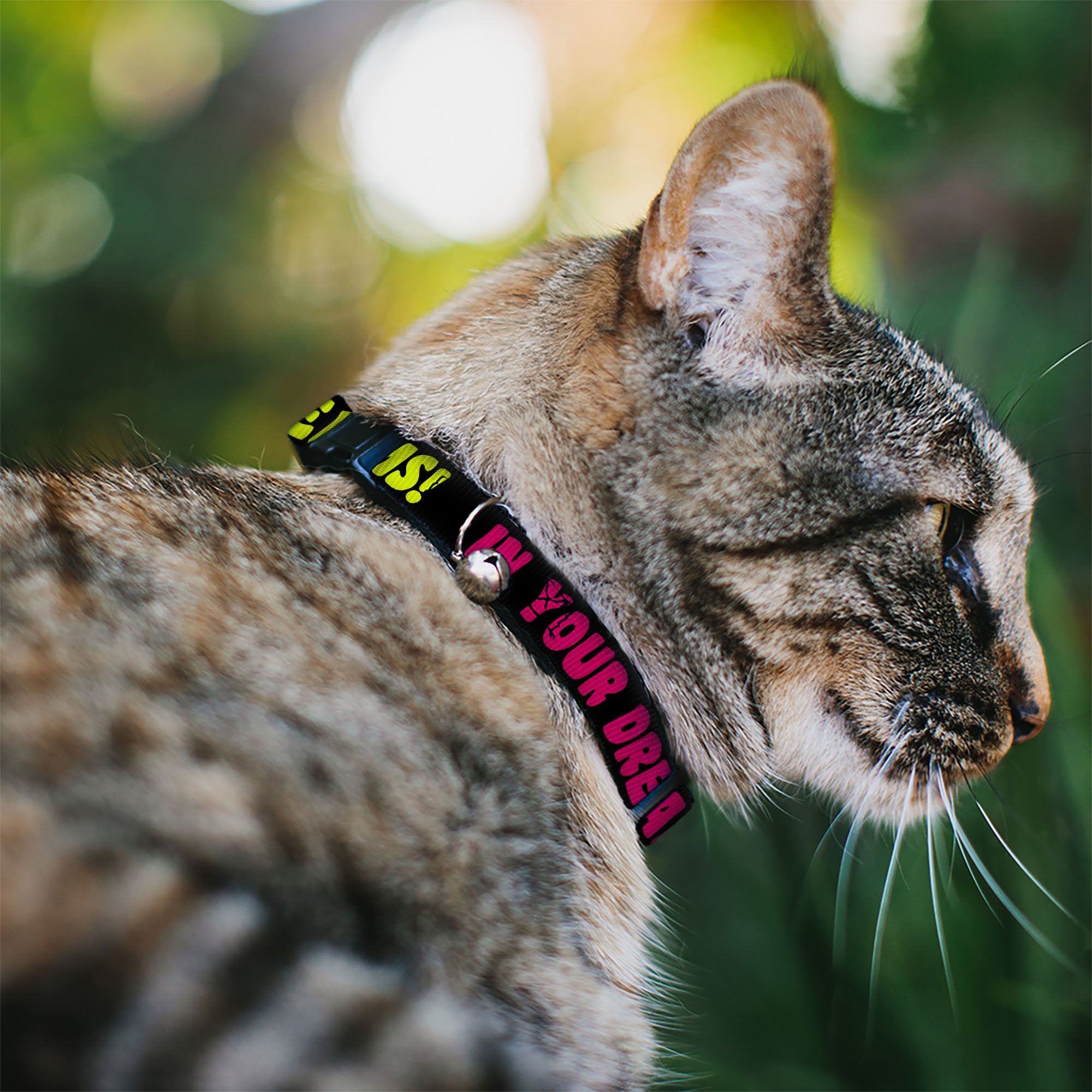 Cat Collar Breakaway - IN YOUR DREAMS! Black Pink Green Yellow Breakaway Cat Collars Buckle-Down