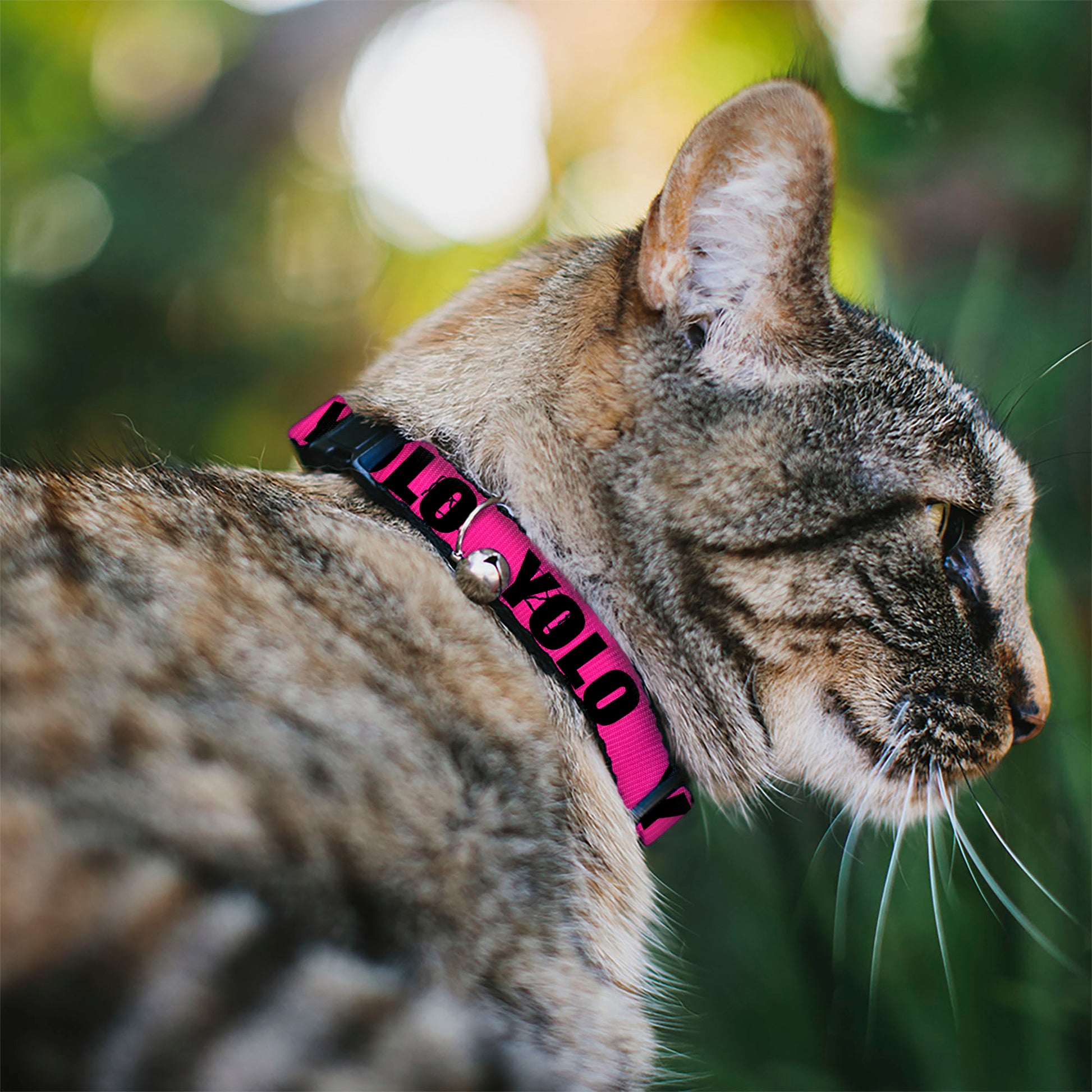 Cat Collar Breakaway - YOLO Pink Black Breakaway Cat Collars Buckle-Down