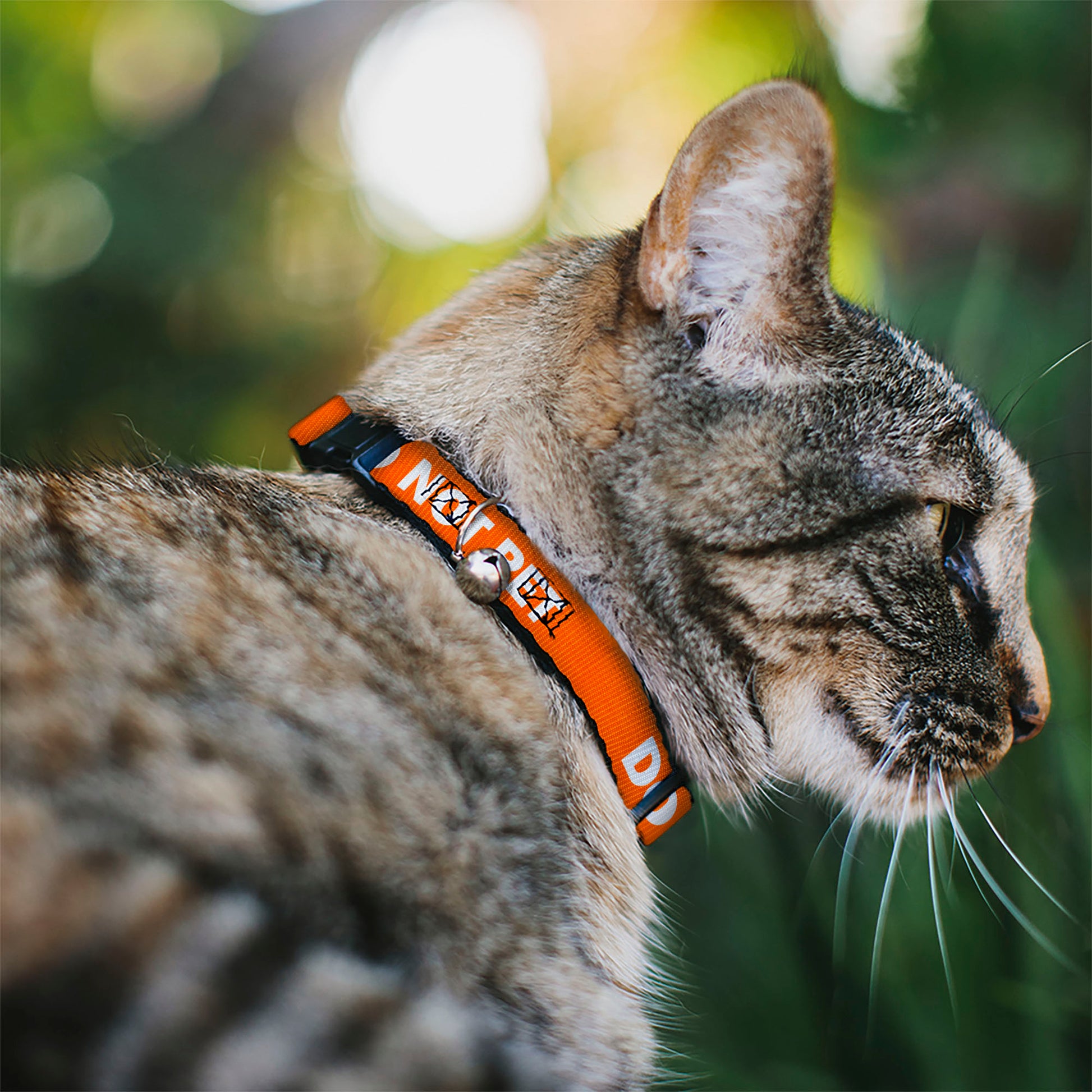 Cat Collar Breakaway - Pet Quote DO NOT PET Orange White Breakaway Cat Collars Buckle-Down