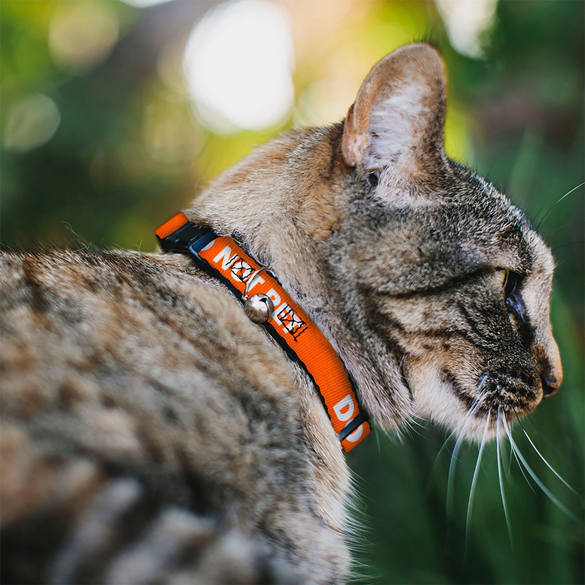 Cat Collar Breakaway - Pet Quote DO NOT PET Orange White Breakaway Cat Collars Buckle-Down