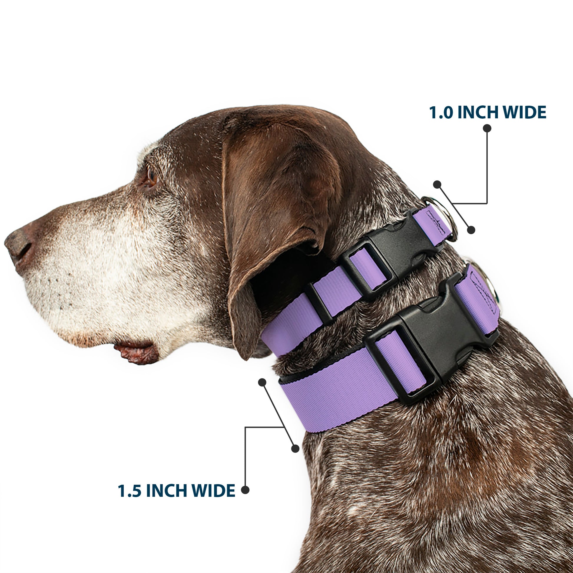 Plastic Clip Collar - Lavender Plastic Clip Collars Buckle-Down