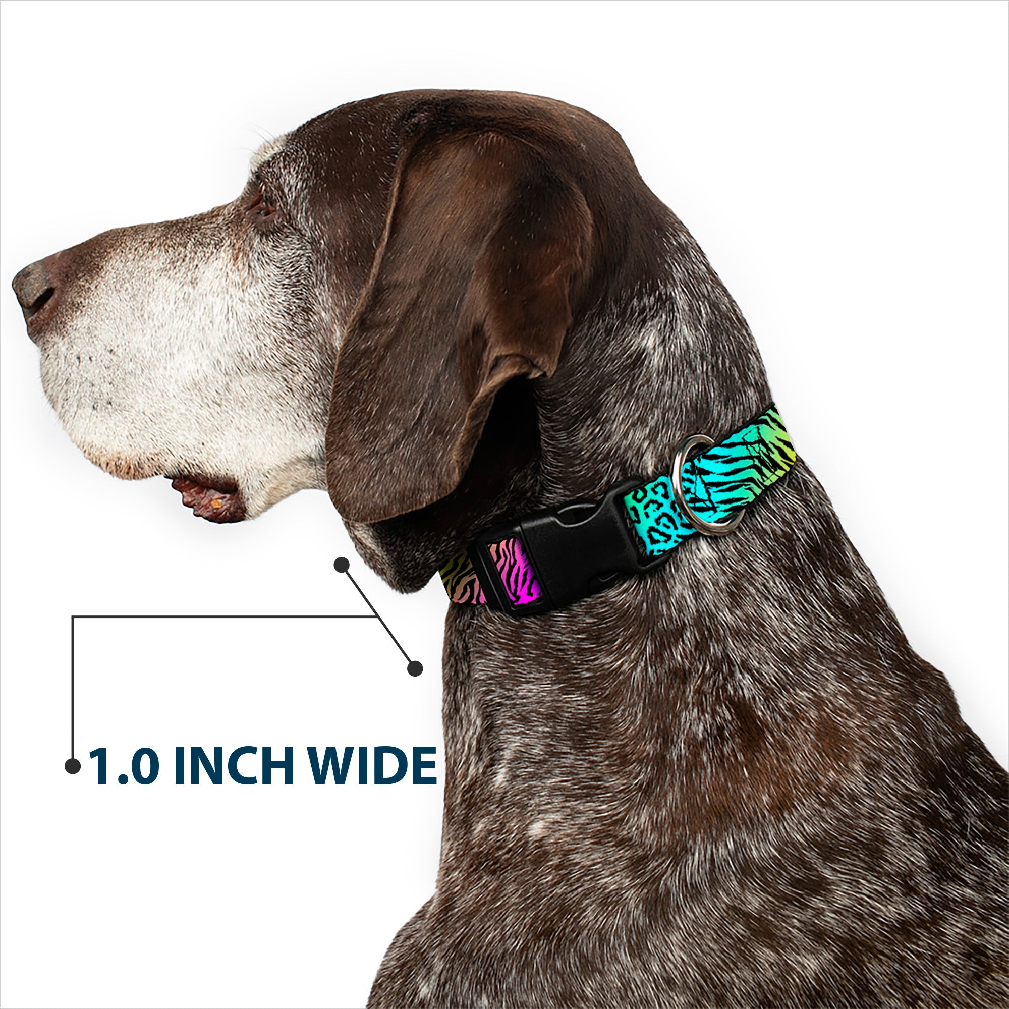 Plastic Clip Collar - Animal Skins Rainbow/Black Plastic Clip Collars Buckle-Down