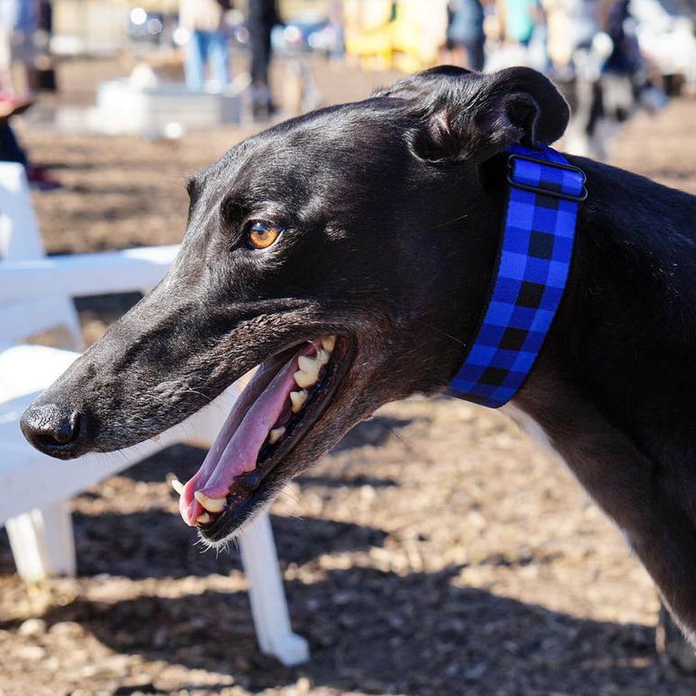 Plastic Clip Collar - Buffalo Plaid Black/Blue Plastic Clip Collars Buckle-Down