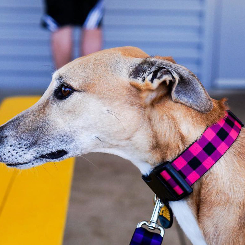 Plastic Clip Collar - Buffalo Plaid Black/Fuchsia Plastic Clip Collars Buckle-Down