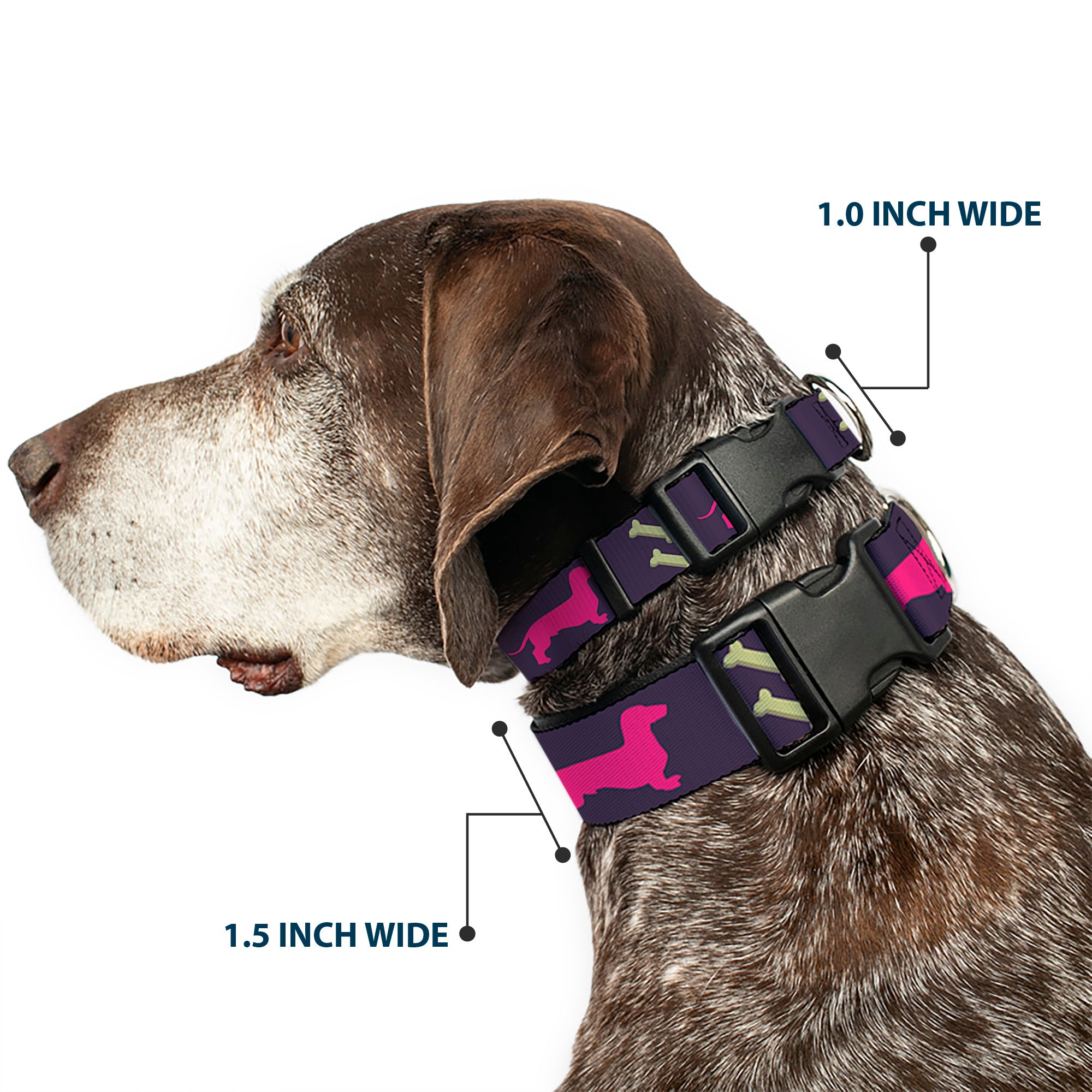 Plastic Clip Collar - Dachshunds & Bones Purple/Fuchsia/Green Plastic Clip Collars Buckle-Down