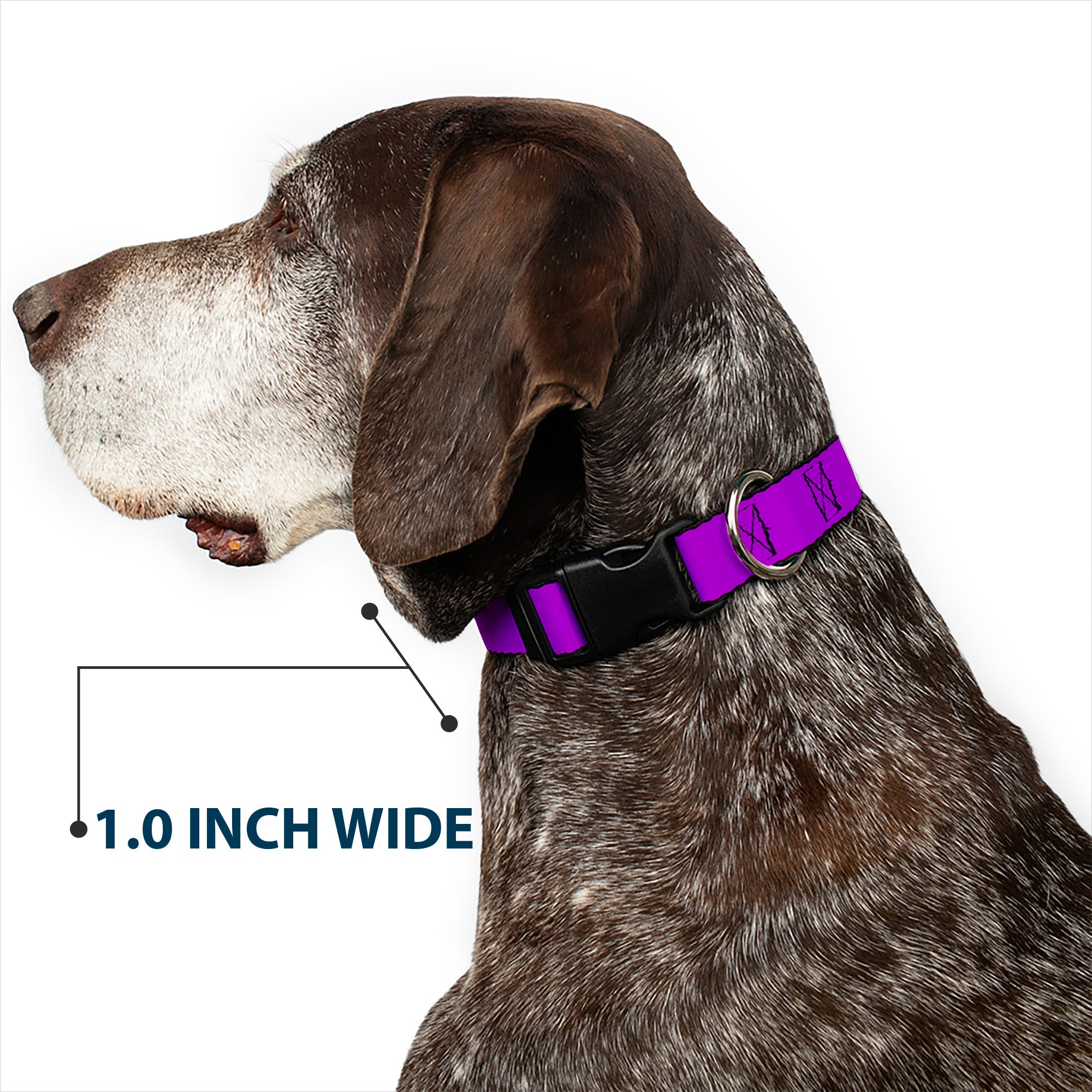 Plastic Clip Collar - Neon Purple Plastic Clip Collars Buckle-Down