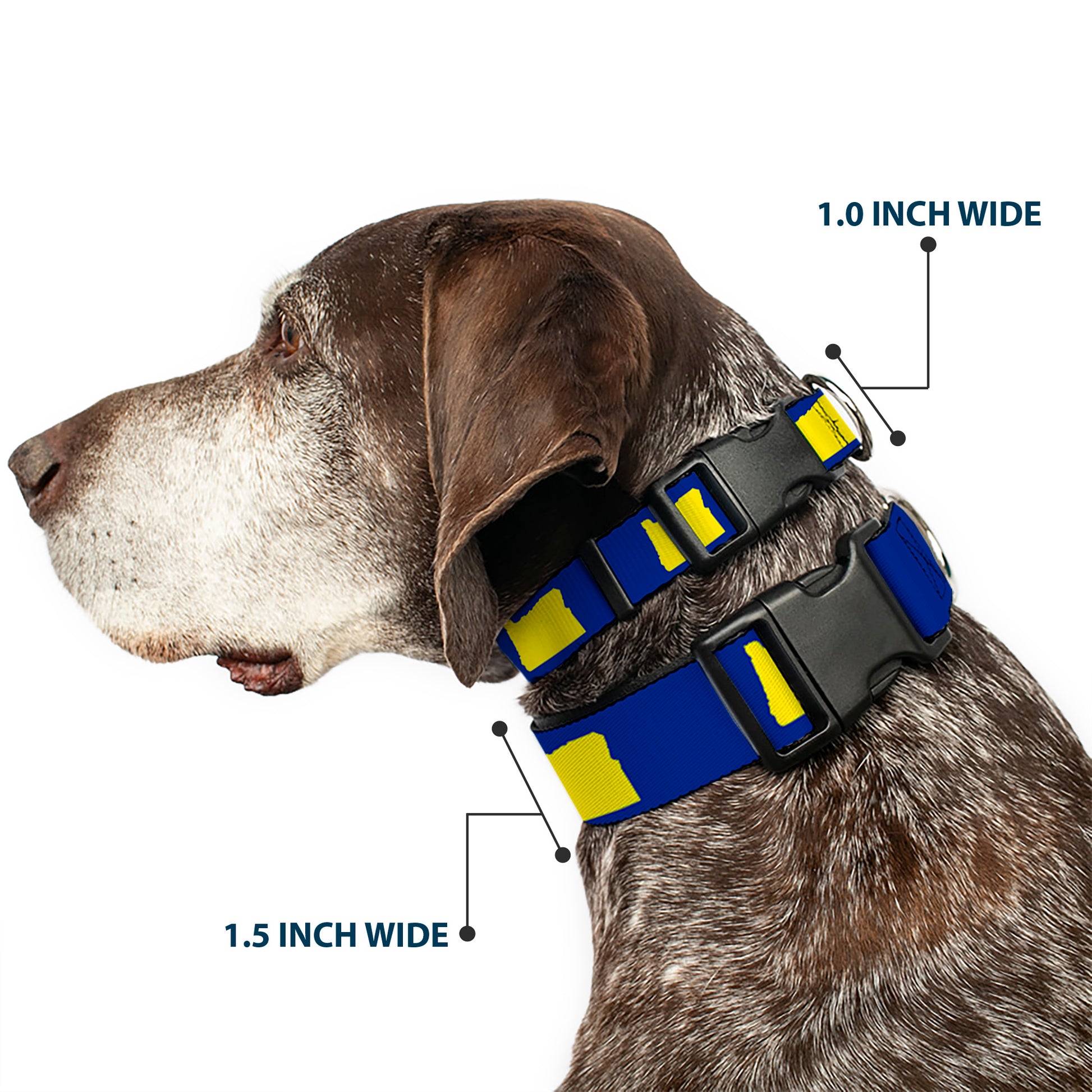 Plastic Clip Collar - Oregon State Silhouette Blue/Yellow Plastic Clip Collars Buckle-Down