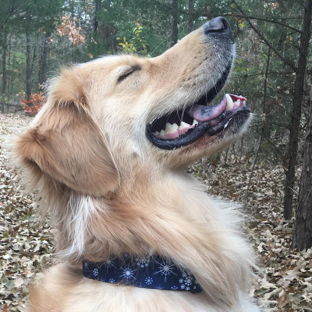 Plastic Clip Collar - Snowflakes Blue/White Plastic Clip Collars Buckle-Down
