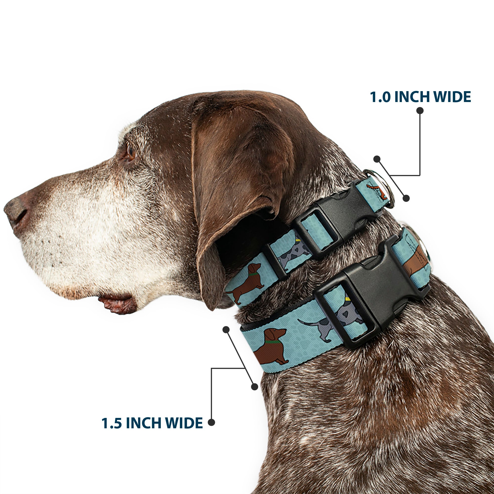 Plastic Clip Collar - Dachshund 4-Dogs/Paws Aquas Plastic Clip Collars Buckle-Down