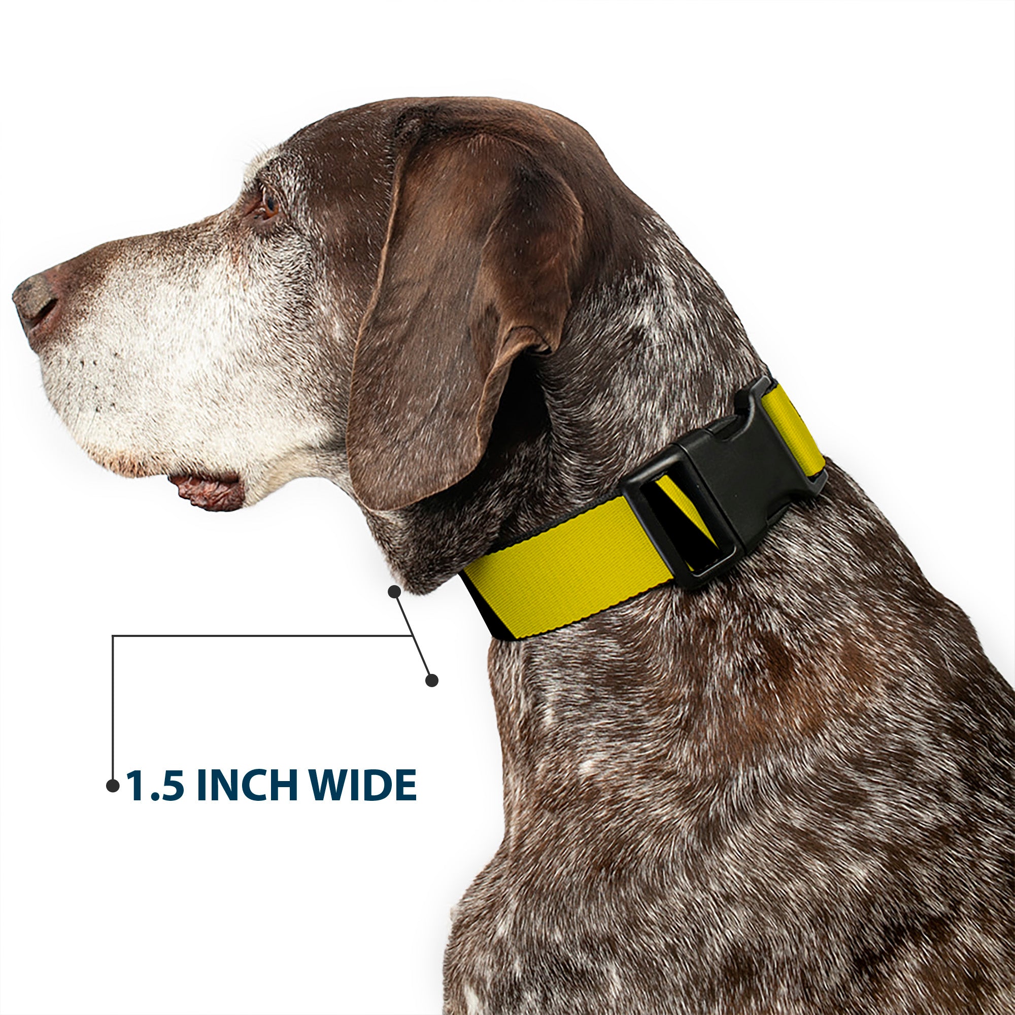 Plastic Clip Collar - Hash Mark Stripe Double Gold/Black Plastic Clip Collars Buckle-Down
