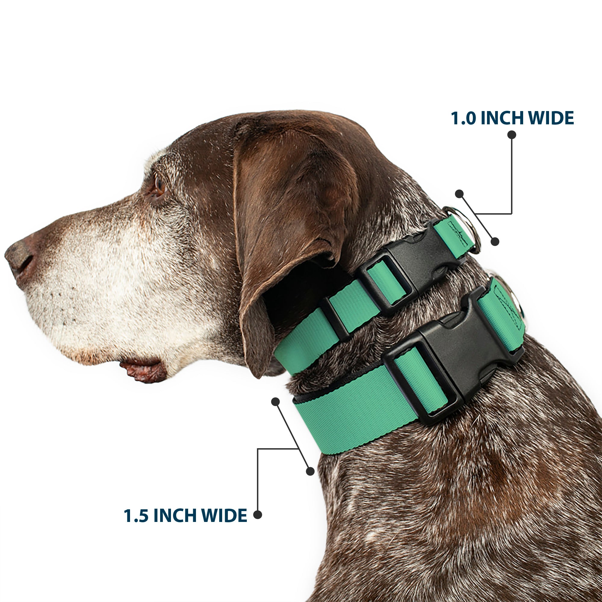 Plastic Clip Collar - Solid Rainforest Green Plastic Clip Collars Buckle-Down