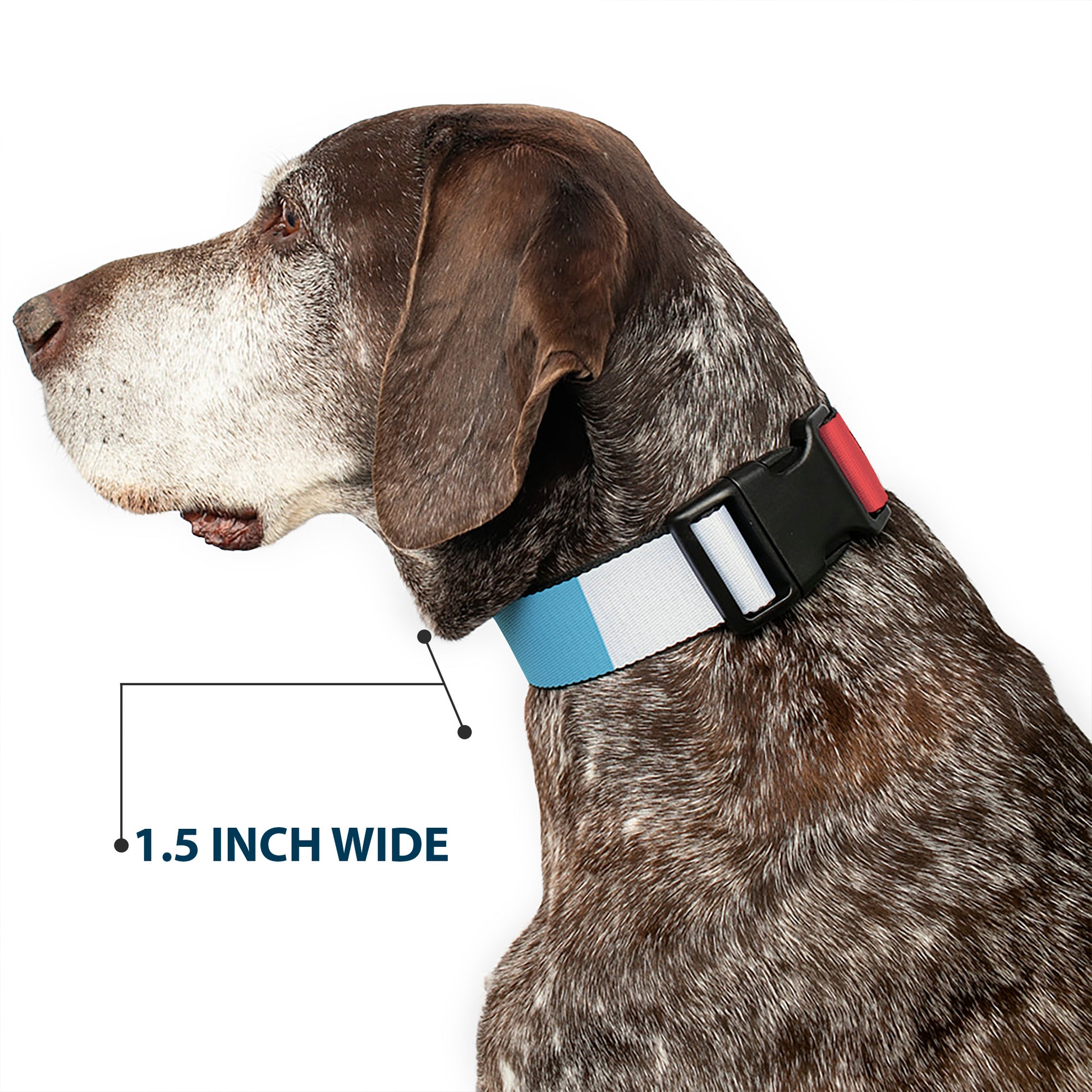 Plastic Clip Collar - Summer Essentials Color Block 4 Plastic Clip Collars Buckle-Down