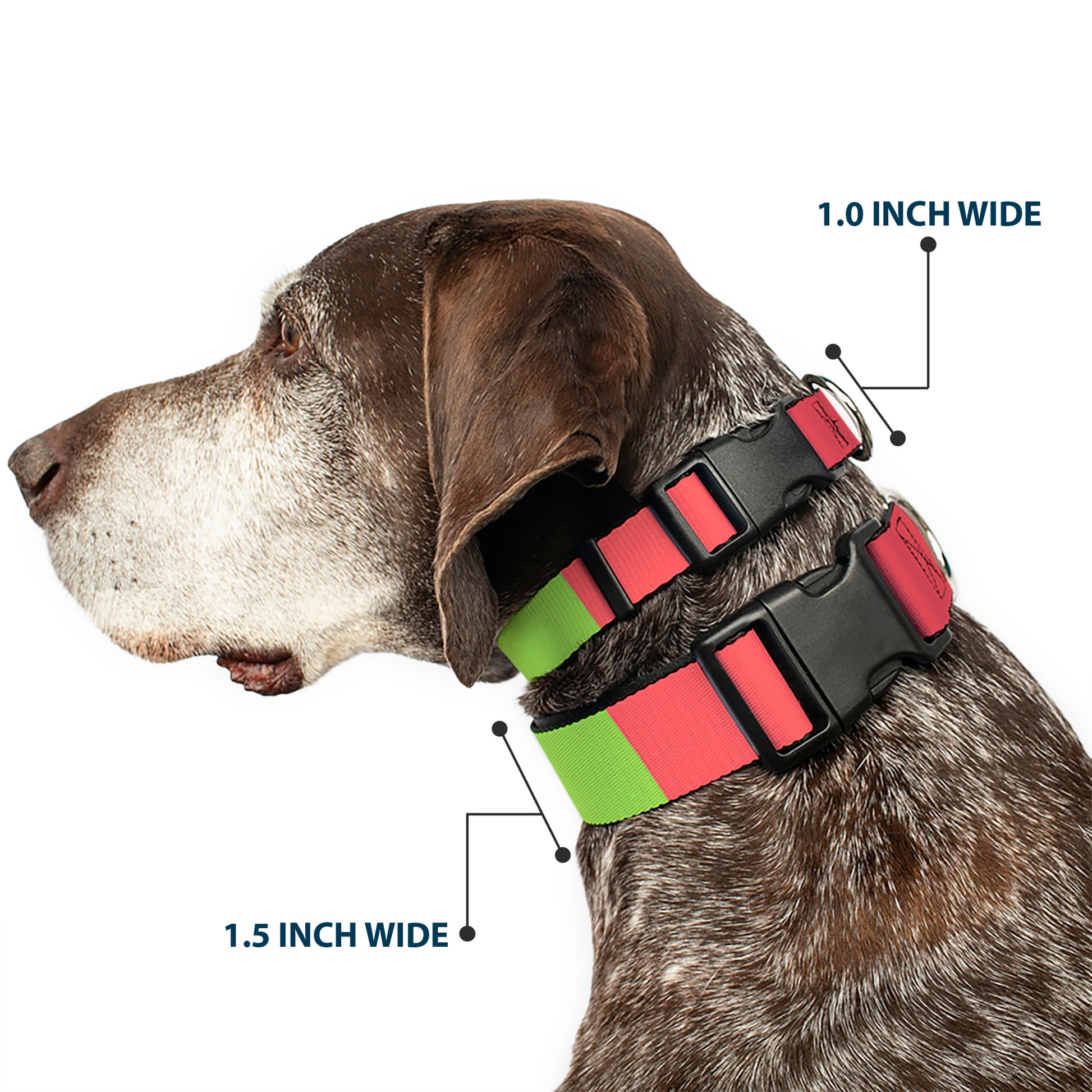 Plastic Clip Collar - Summer Essentials Color Block 8 Plastic Clip Collars Buckle-Down