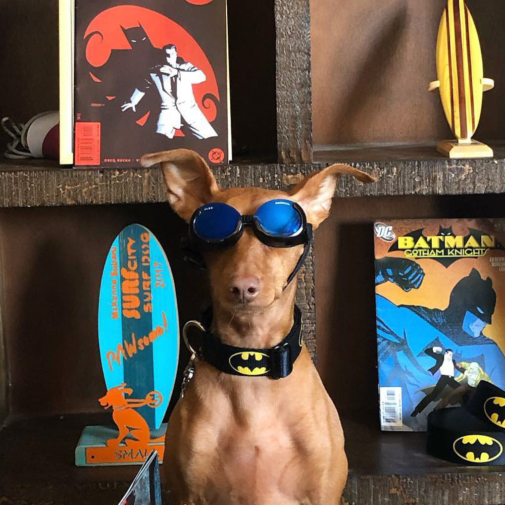 Plastic Clip Collar - Batman Shield Black/Yellow Plastic Clip Collars DC Comics