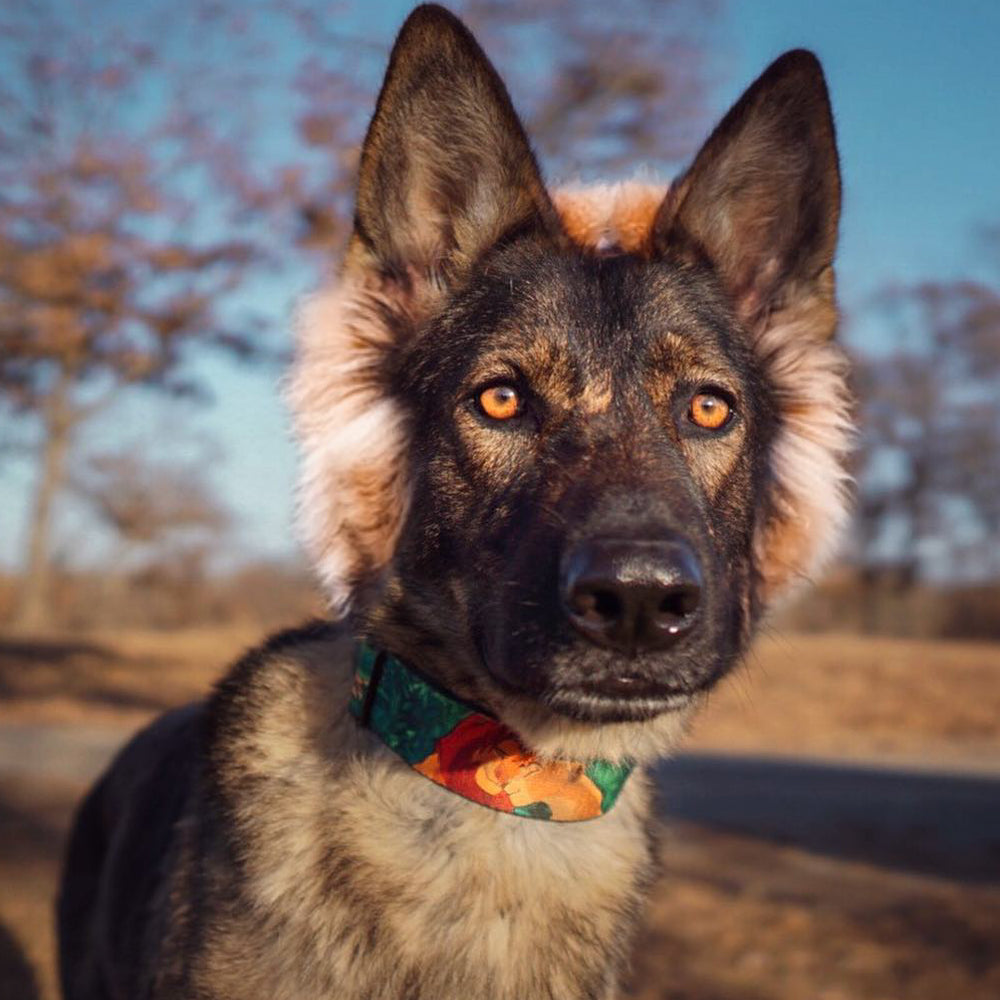 Plastic Clip Collar - Lion King Simba & Nala Growing Up Scenes Plastic Clip Collars Disney