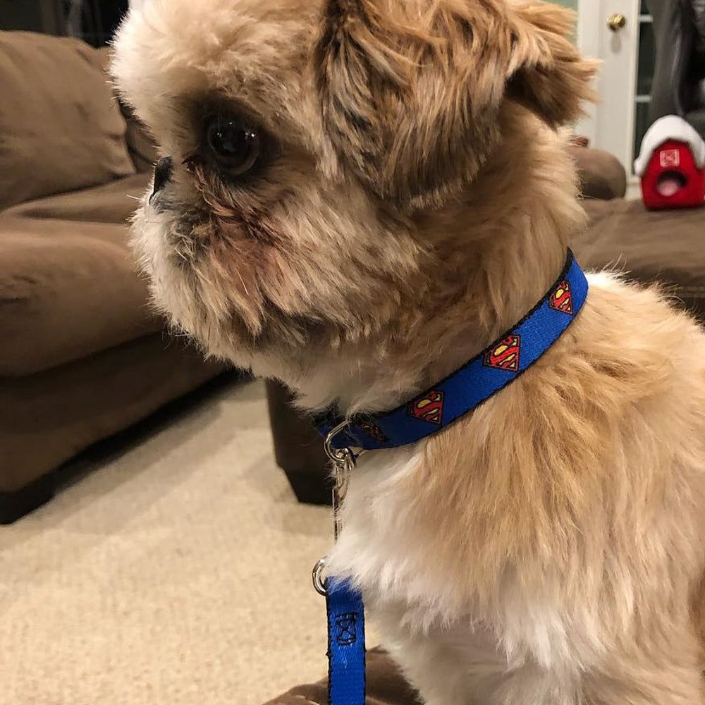 Plastic Clip Collar - Superman Shield Blue Plastic Clip Collars DC Comics