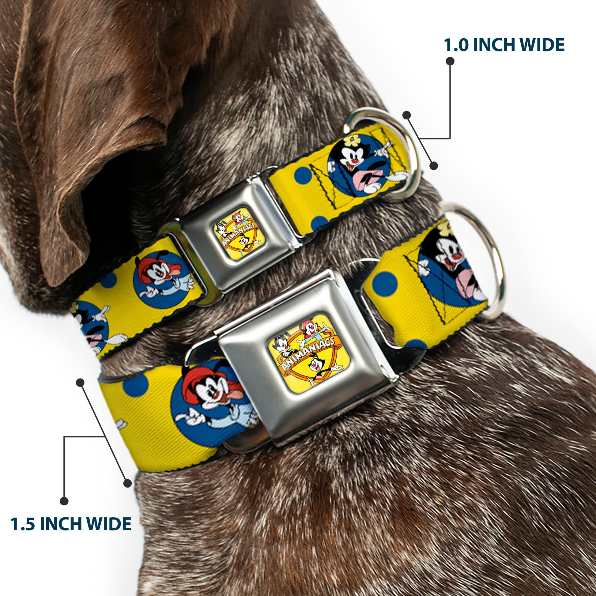 ANIMANIACS Title Logo Full Color Yellow Seatbelt Buckle Collar - Animaniacs Yakko Wakko and Dot Poses Yellow/Blue Seatbelt Buckle Collars Animaniacs