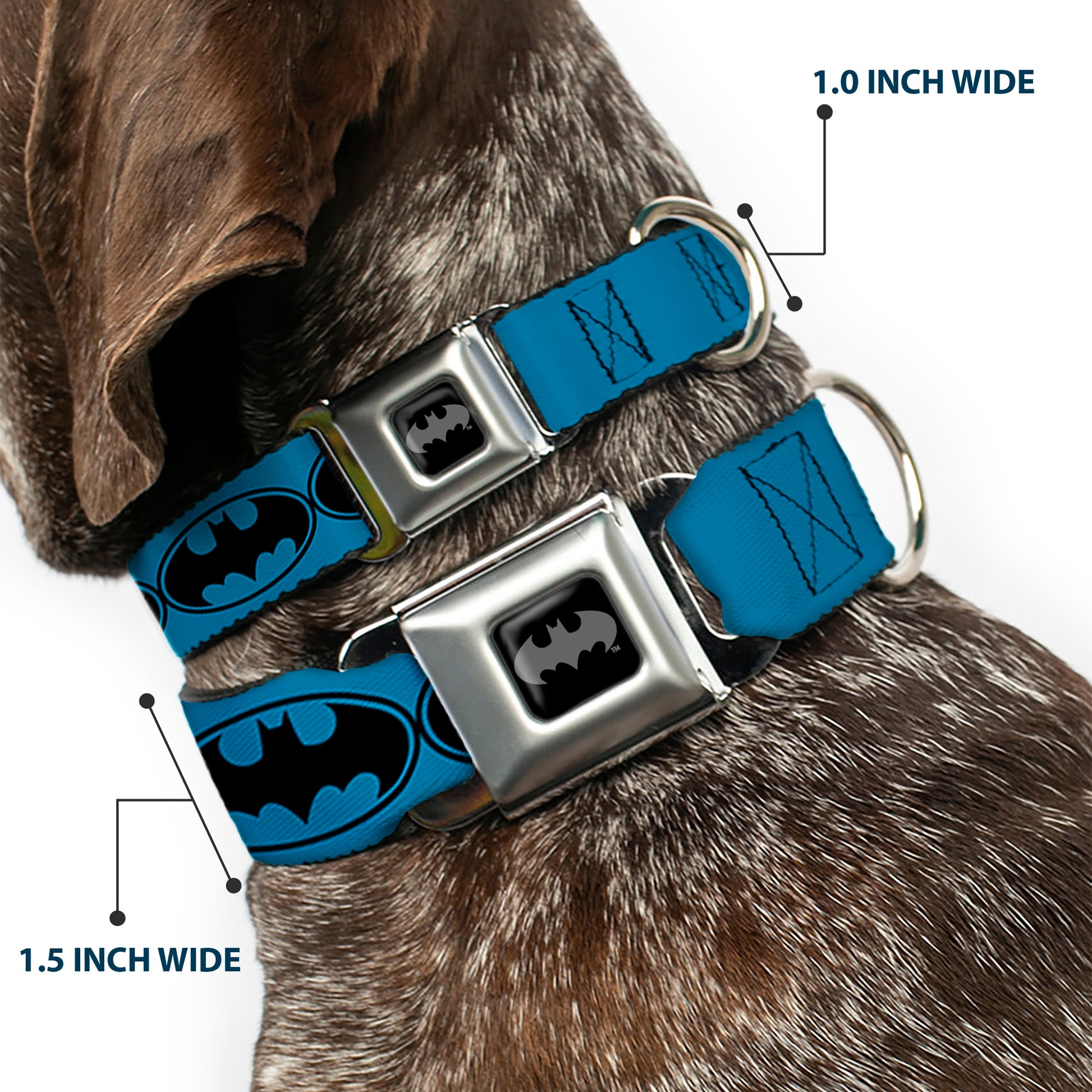 Batman Black Silver Seatbelt Buckle Collar - Bat Signal-3 Blue/Black/Blue Seatbelt Buckle Collars DC Comics