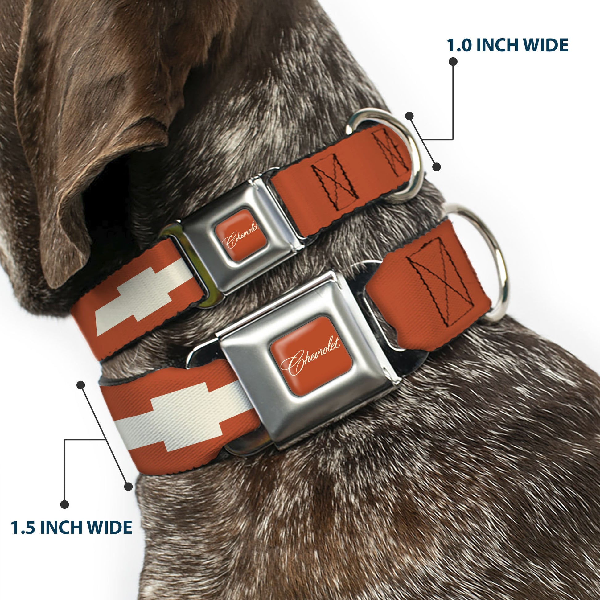 CHEVROLET Script Full Color Orange/White Seatbelt Buckle Collar - CHEVROLET Script and Bowtie Orange/White Seatbelt Buckle Collars Chevrolet