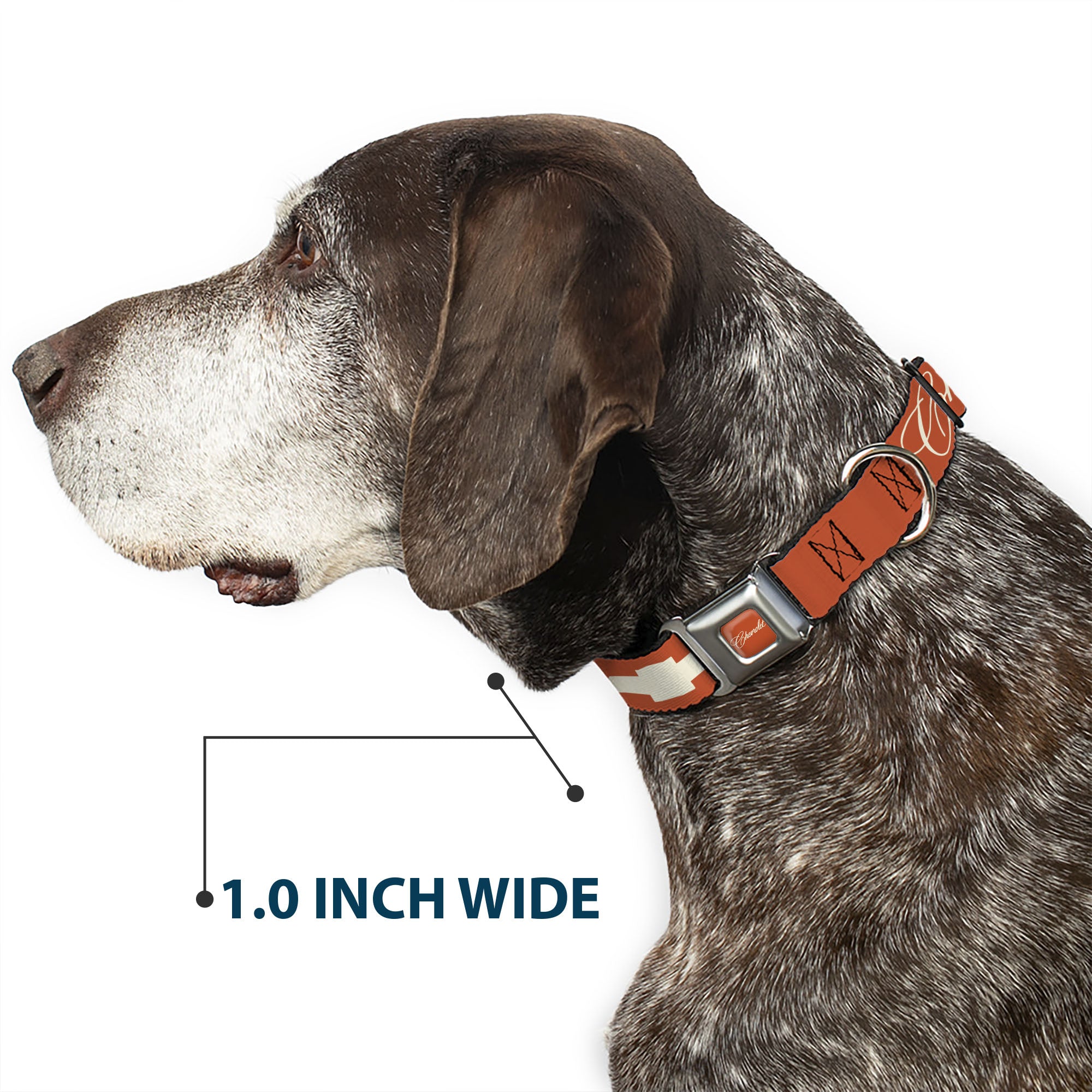 CHEVROLET Script Full Color Orange/White Seatbelt Buckle Collar - CHEVROLET Script and Bowtie Orange/White Seatbelt Buckle Collars Chevrolet