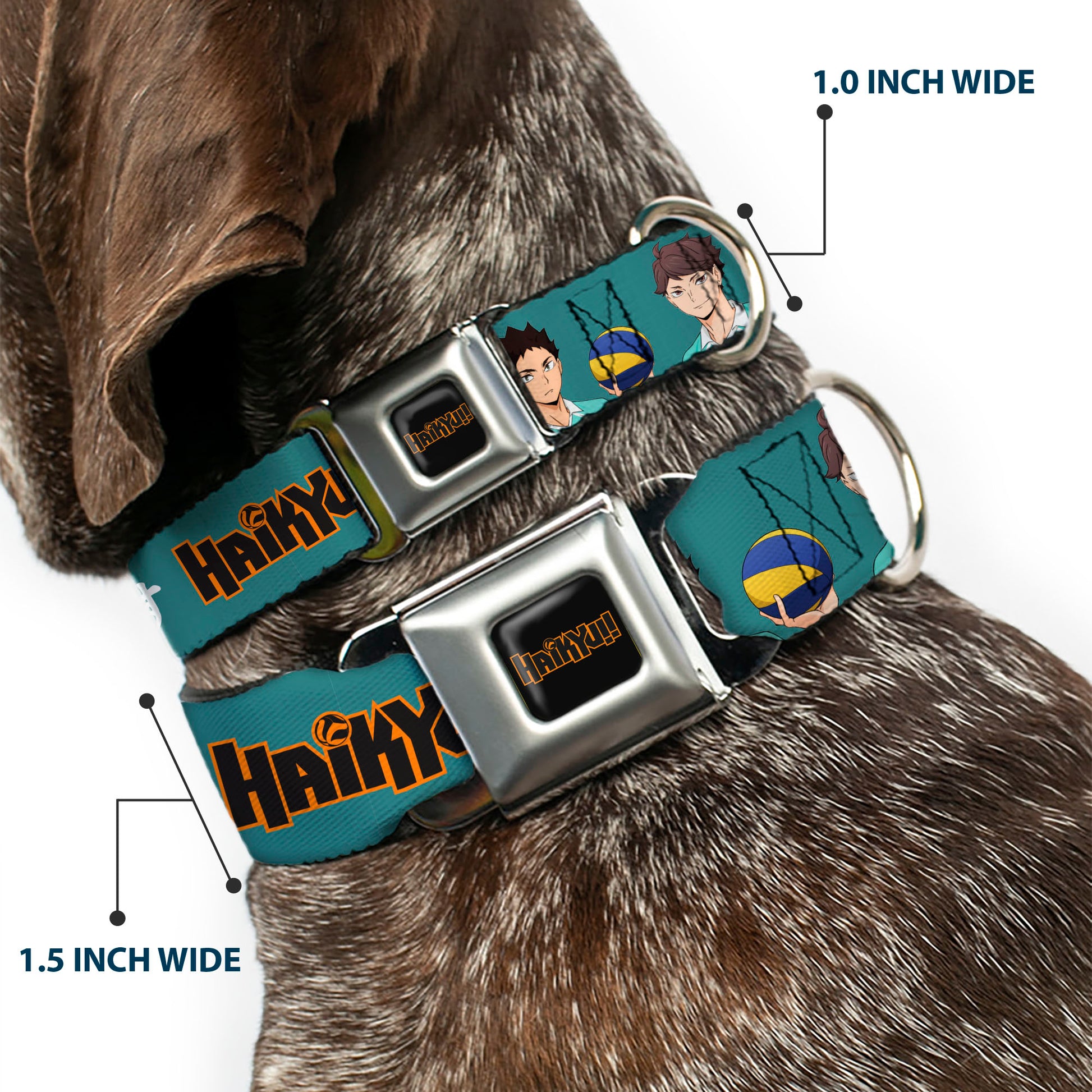 HAIKYU Title Logo Full Color Black/Orange Seatbelt Buckle Collar - HAIKYU Iwaizumi and Oikawa Control the Court Pose and Title Logo Blue Seatbelt Buckle Collars Haikyu!!