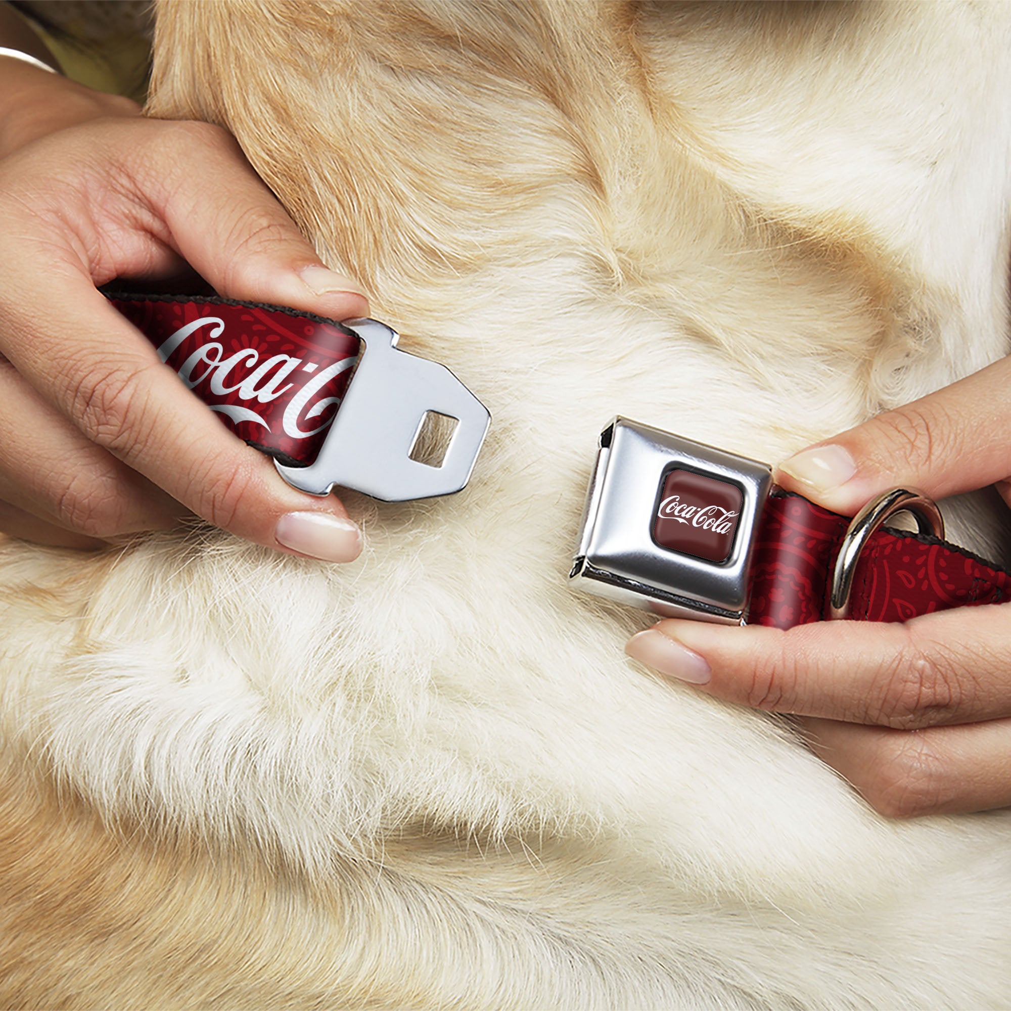COCA-COLA Script Logo Full Color Burgundy/White Seatbelt Buckle Collar - COCA-COLA 1886 Script Logo Blues/White/Red Seatbelt Buckle Collars Coca-Cola