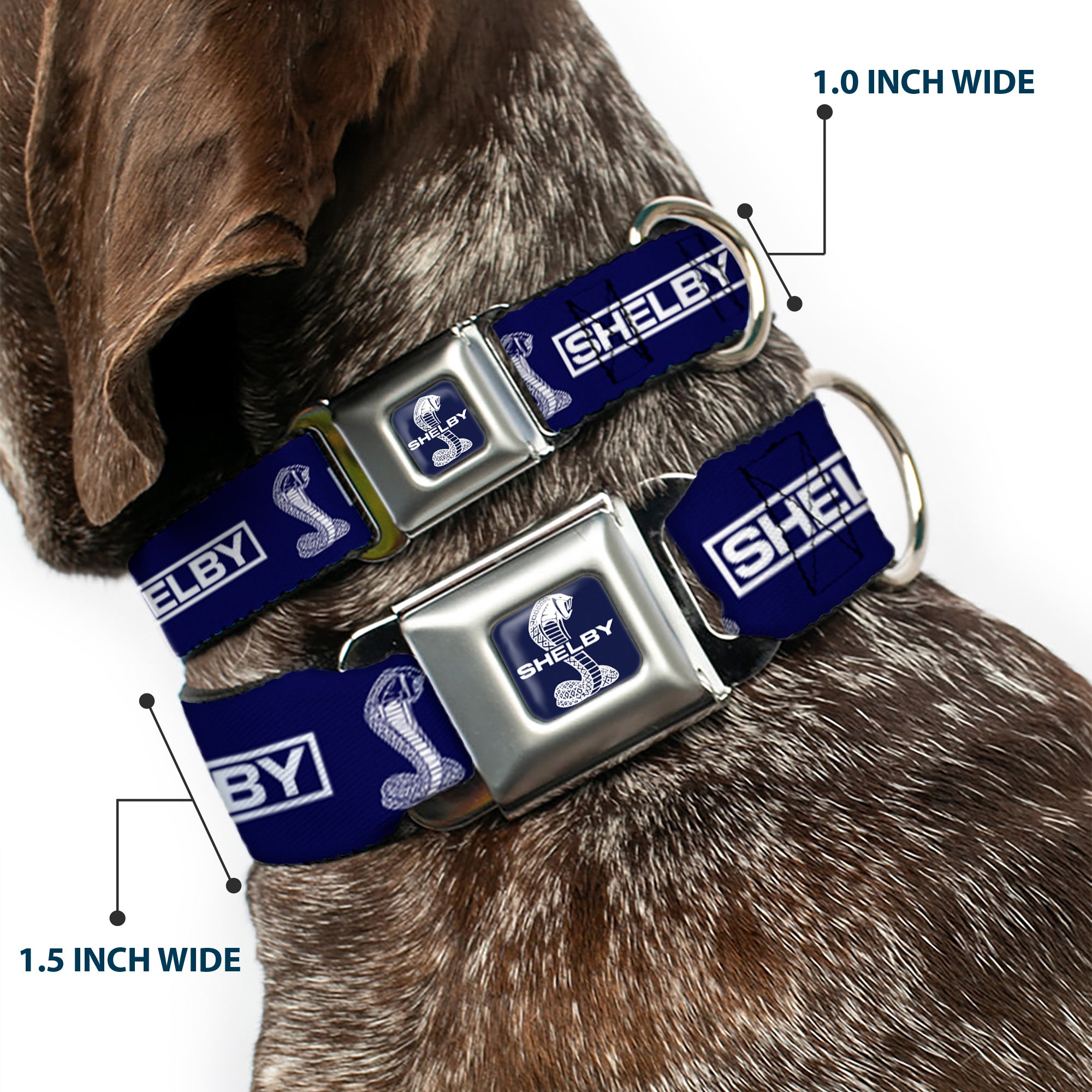 SHELBY Super Snake Cobra Split Full Color Blue/White Seatbelt Buckle Collar - SHELBY Box Logo and Super Snake Cobra Blue/White Seatbelt Buckle Collars Shelby
