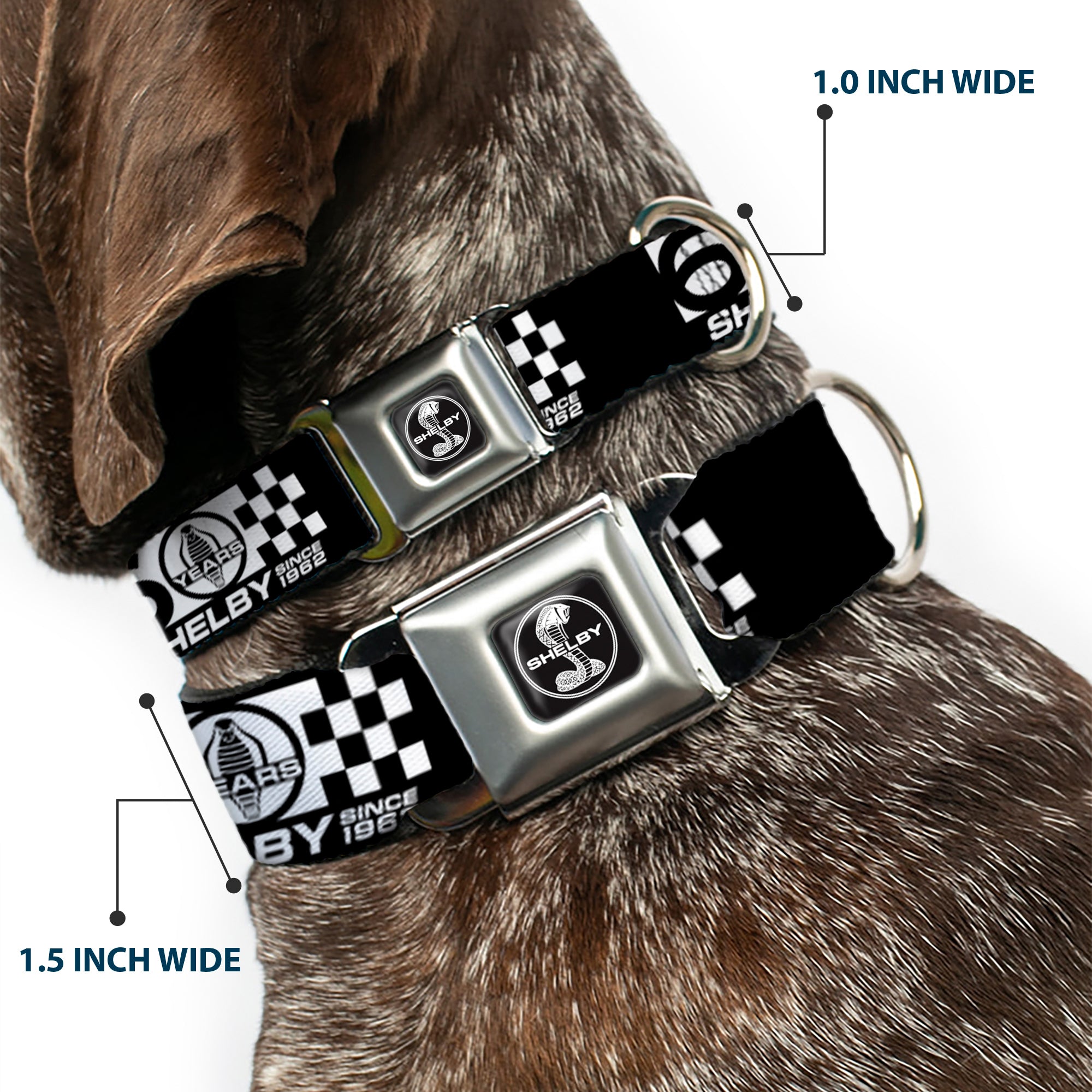 SHELBY Tiffany Split Full Color Black/White Seatbelt Buckle Collar - SHELBY 60 YEARS SINCE 1962 Checker Black/White Seatbelt Buckle Collars Shelby