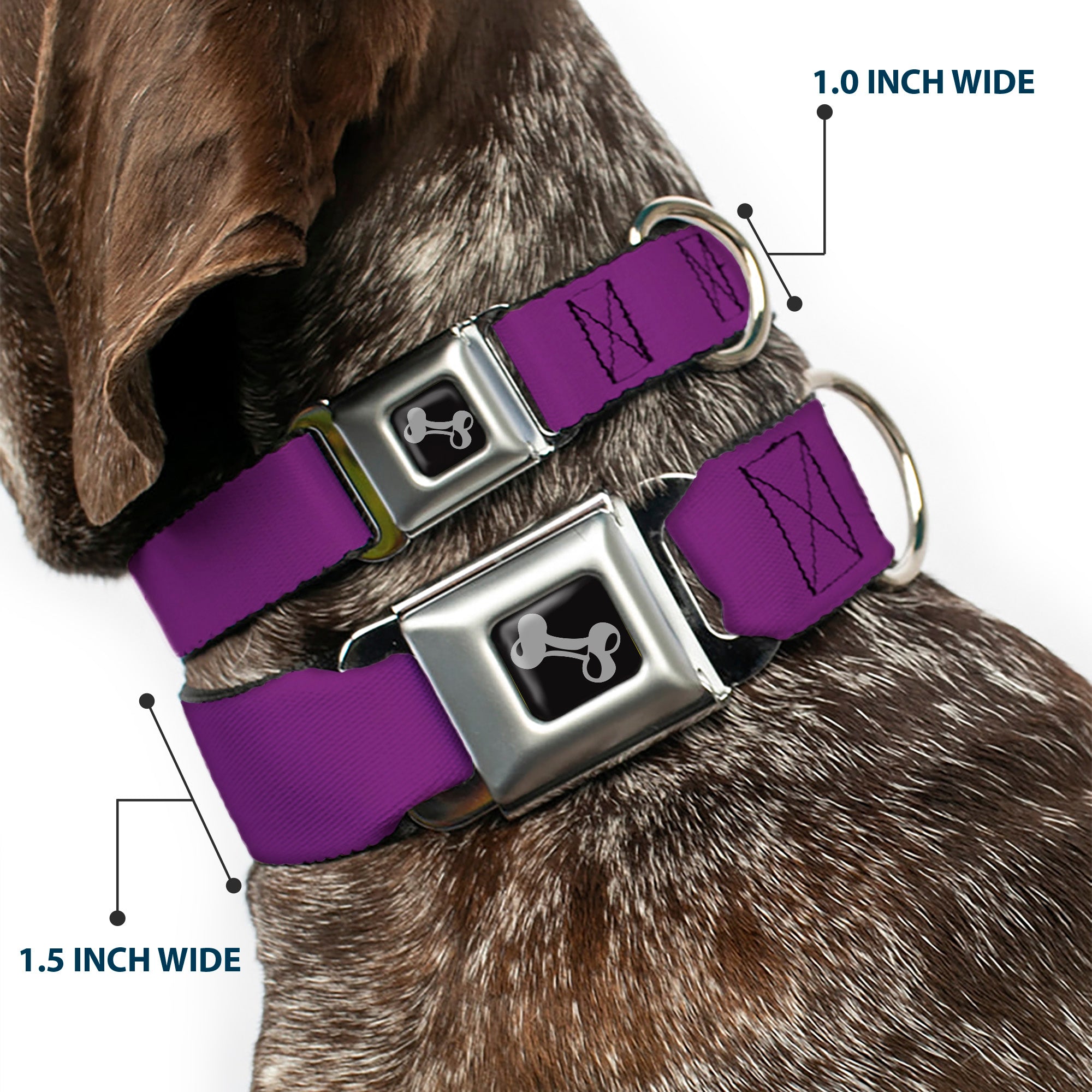 Dog Bone Seatbelt Buckle Collar - Purple Seatbelt Buckle Collars Buckle-Down