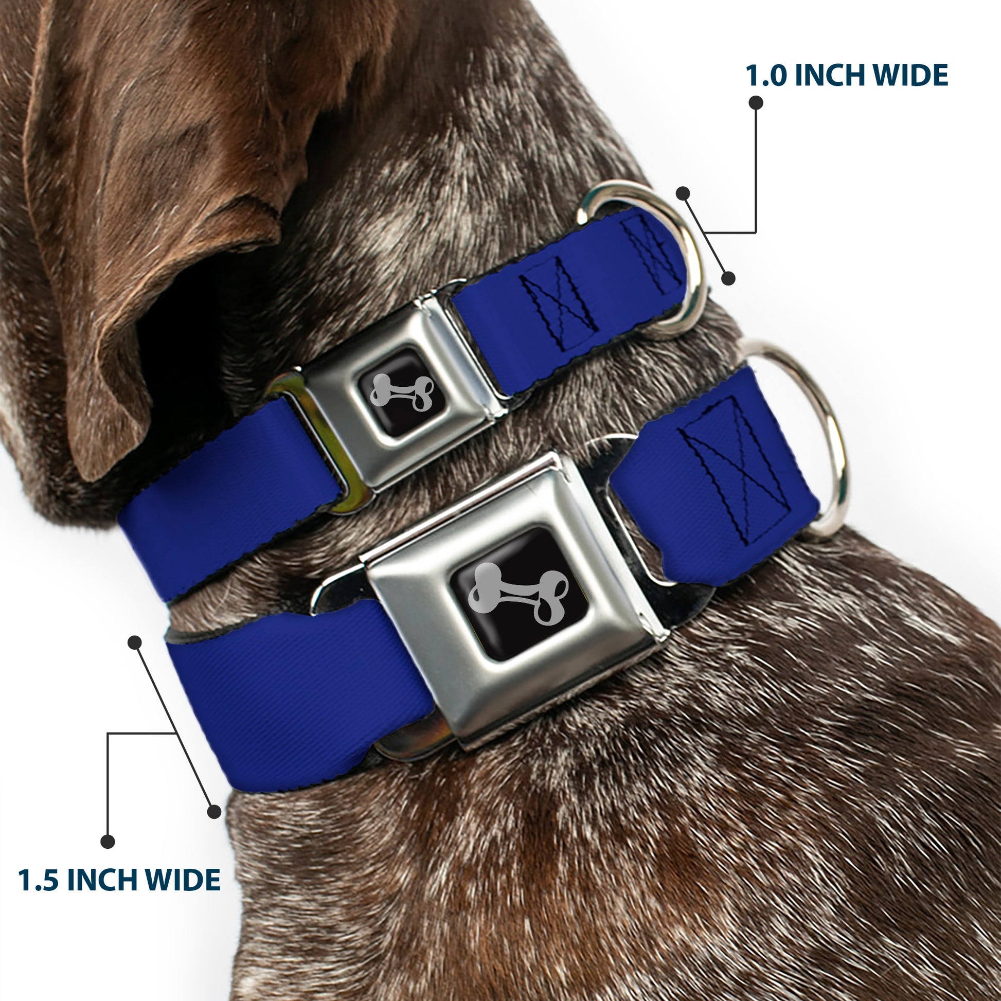 Dog Bone Seatbelt Buckle Collar - Royal Seatbelt Buckle Collars Buckle-Down