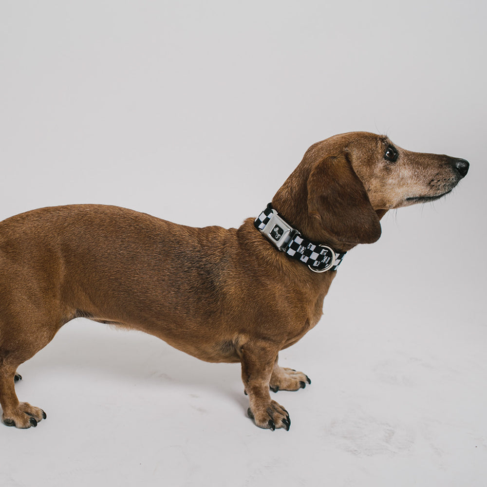 Black and White Checkered Dog Bone Seatbelt Buckle Collar Seatbelt Buckle Collars Buckle-Down