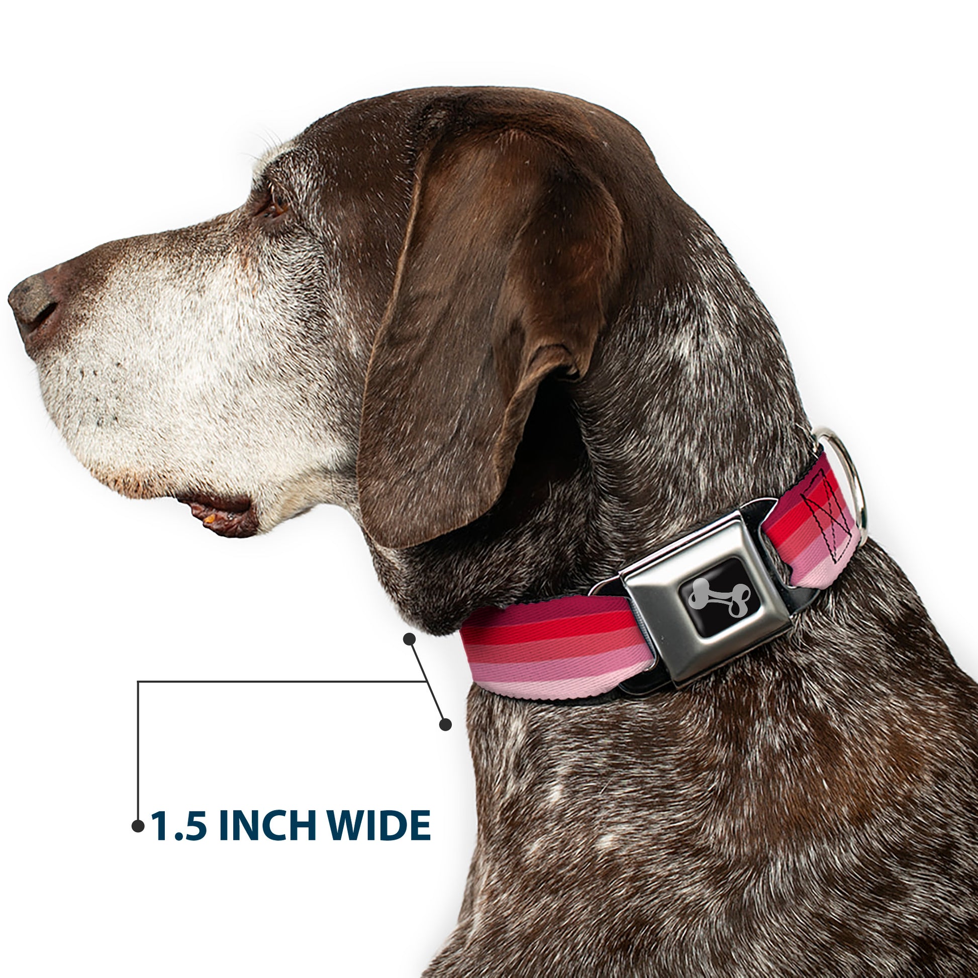Dog Bone Seatbelt Buckle Collar - Spectrum Pink Seatbelt Buckle Collars Buckle-Down