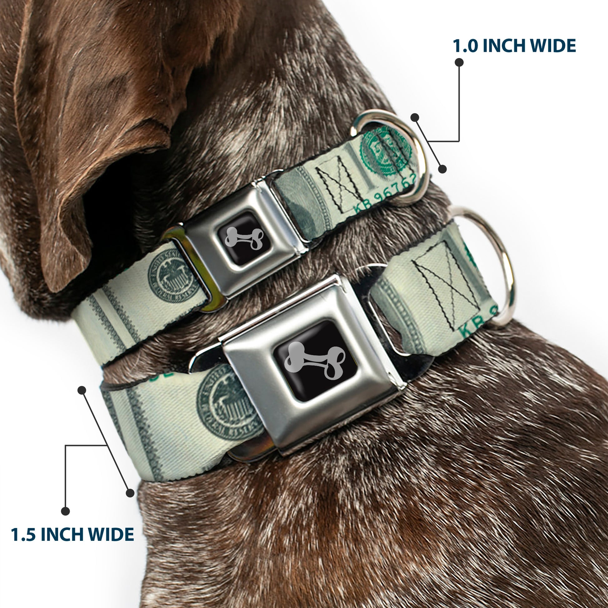 Dog Bone Seatbelt Buckle Collar - 100 Dollar Bill CLOSE-UP Seatbelt Buckle Collars Buckle-Down
