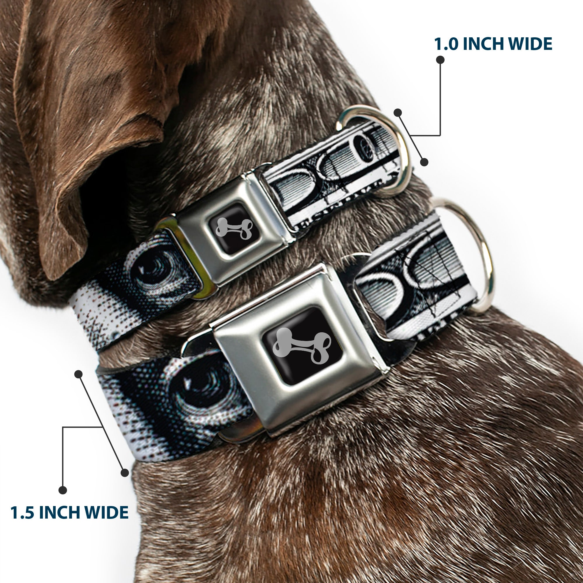 Dog Bone Seatbelt Buckle Collar - 100 Dollar Bill CLOSE-UP White/Black Seatbelt Buckle Collars Buckle-Down