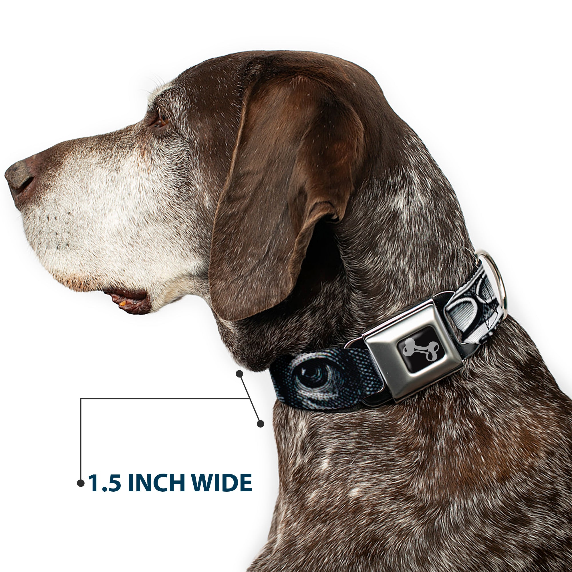 Dog Bone Seatbelt Buckle Collar - 100 Dollar Bill CLOSE-UP White/Black Seatbelt Buckle Collars Buckle-Down