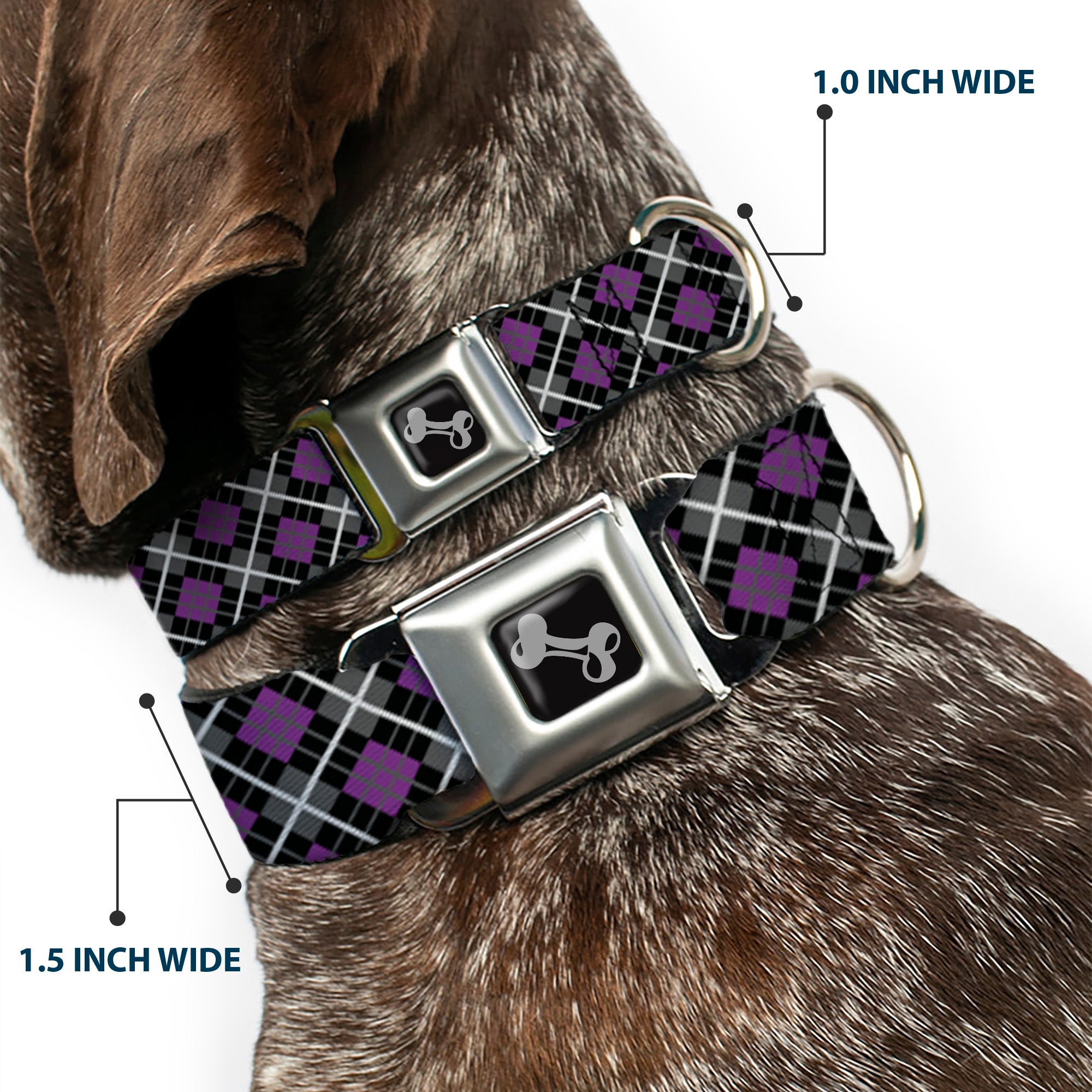 Dog Bone Seatbelt Buckle Collar - Argyle Black/Gray/Purple Seatbelt Buckle Collars Buckle-Down