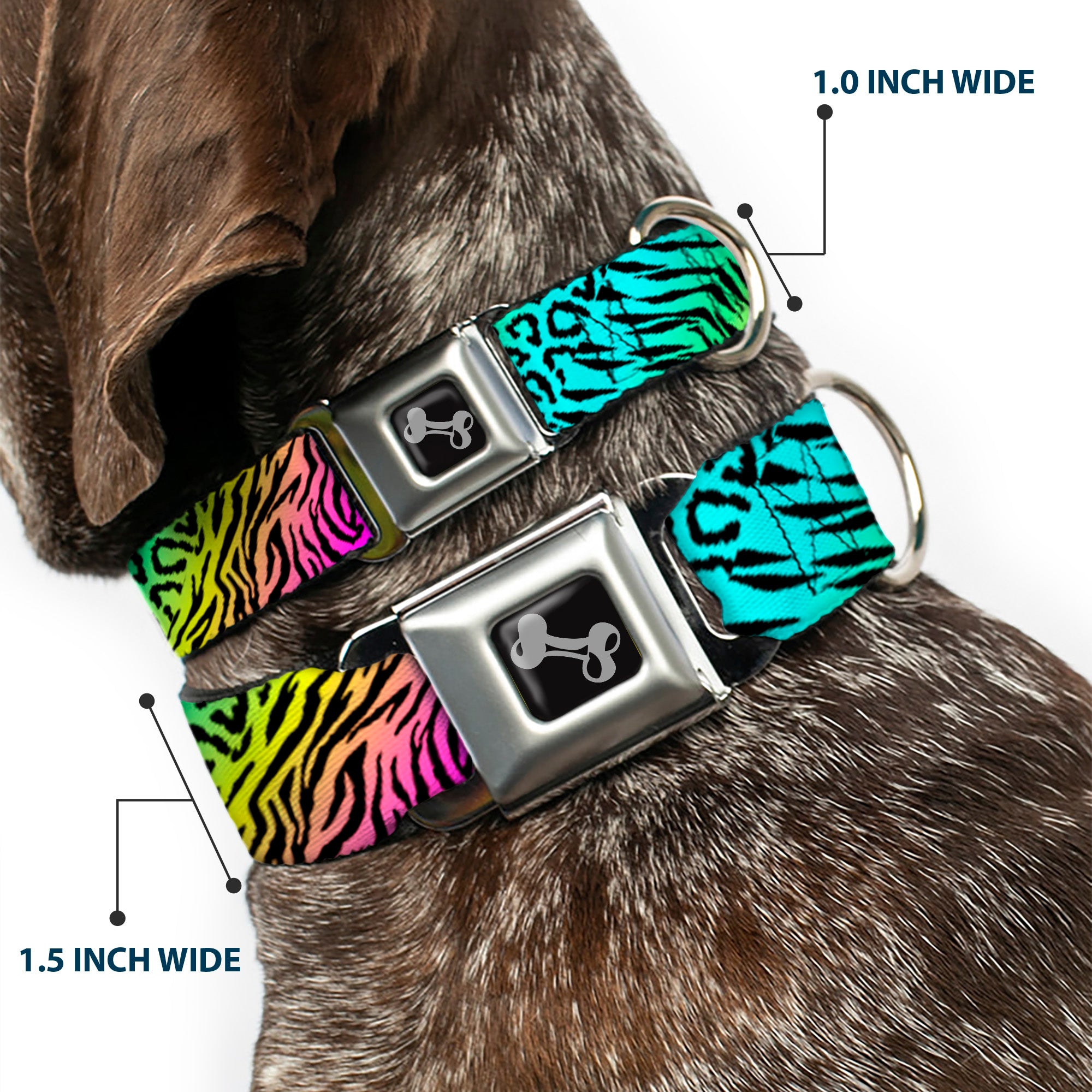 Dog Bone Seatbelt Buckle Collar - Animal Skins Rainbow/Black Seatbelt Buckle Collars Buckle-Down