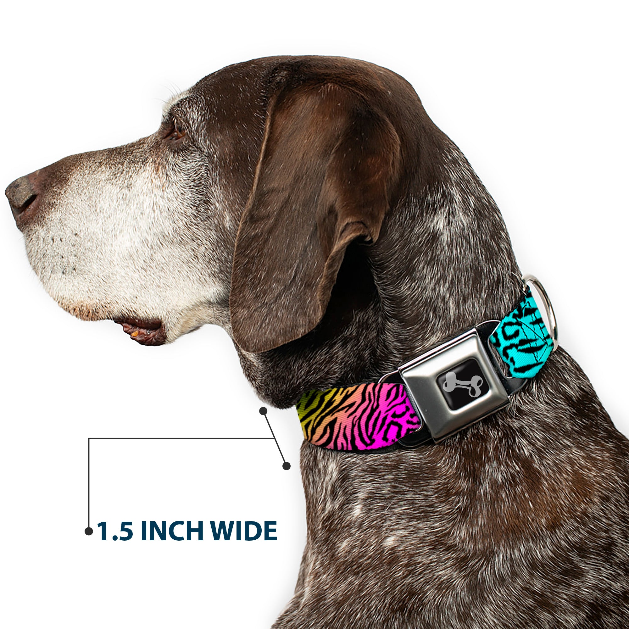 Dog Bone Seatbelt Buckle Collar - Animal Skins Rainbow/Black Seatbelt Buckle Collars Buckle-Down
