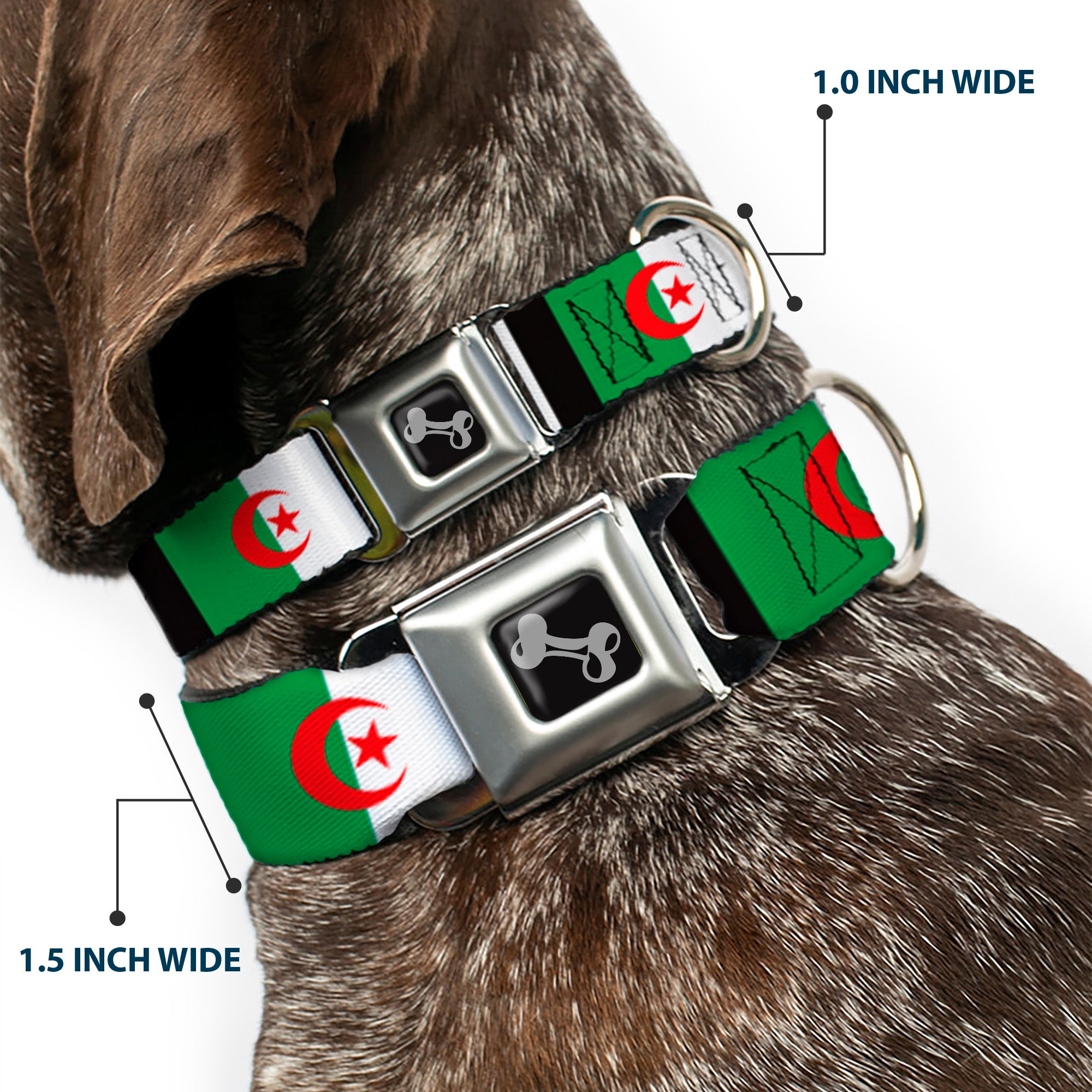 Dog Bone Seatbelt Buckle Collar - Algeria Flags Seatbelt Buckle Collars Buckle-Down