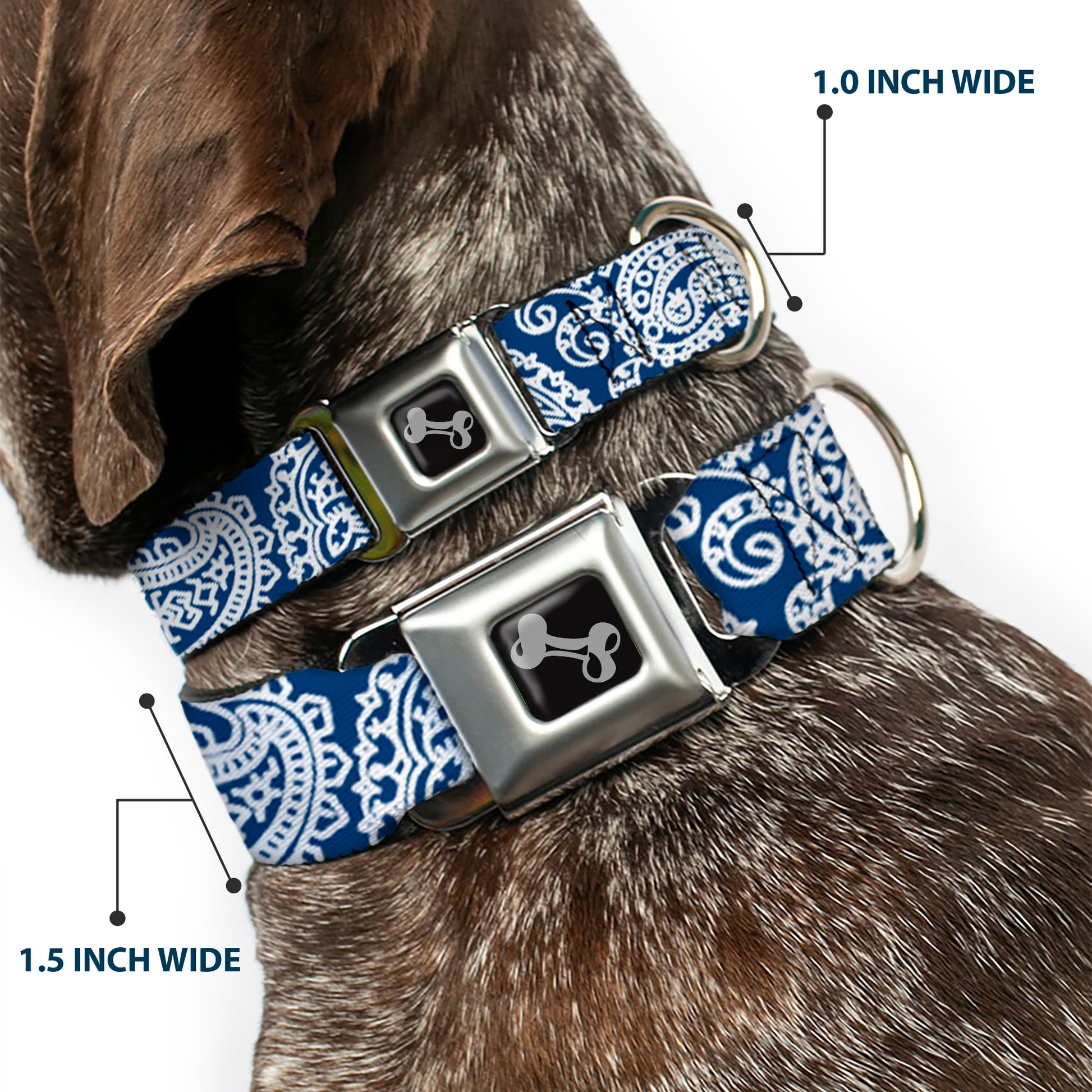 Dog Bone Seatbelt Buckle Collar - Bandana/Skulls Royal/White Seatbelt Buckle Collars Buckle-Down