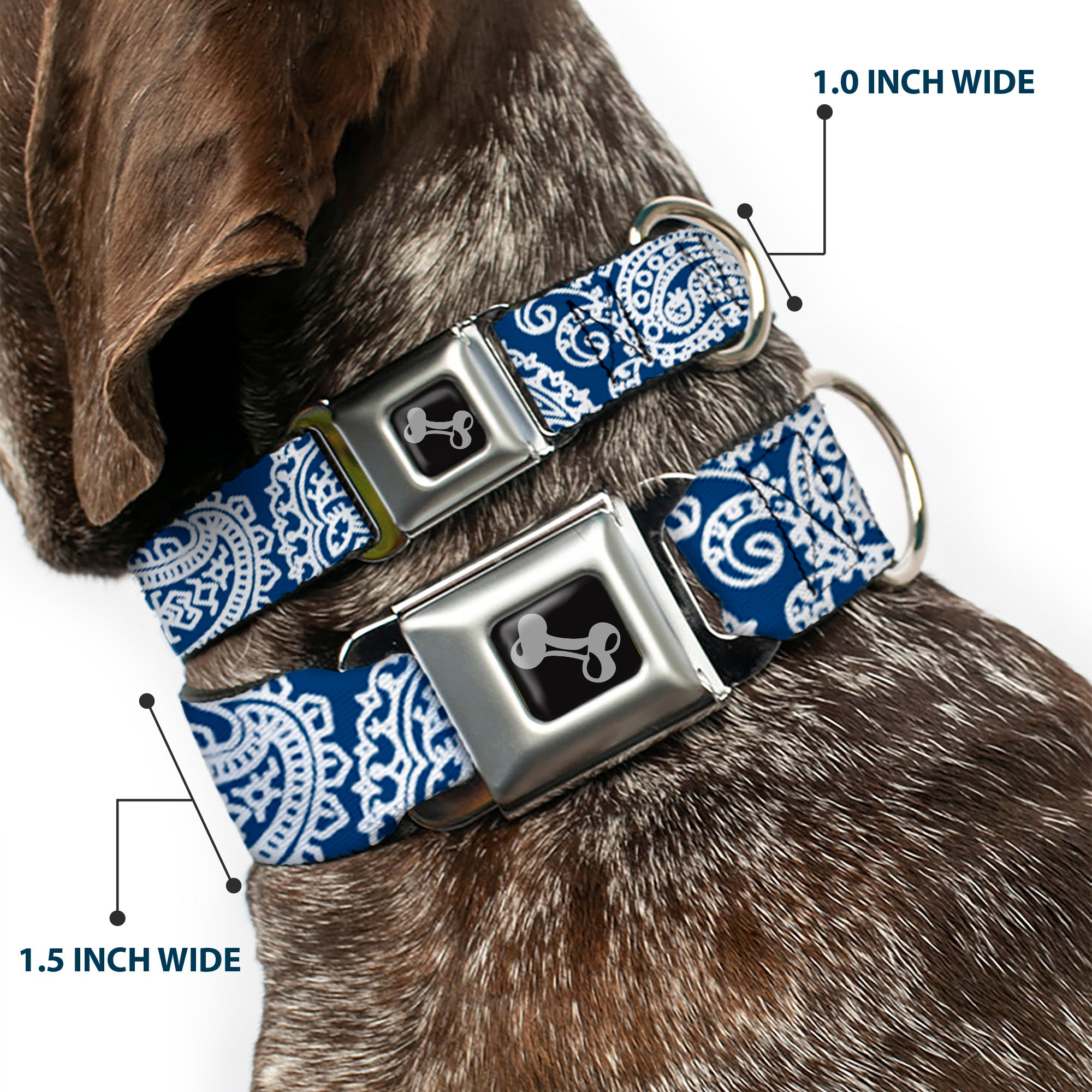 Dog Bone Seatbelt Buckle Collar - Bandana/Skulls Royal/White Seatbelt Buckle Collars Buckle-Down