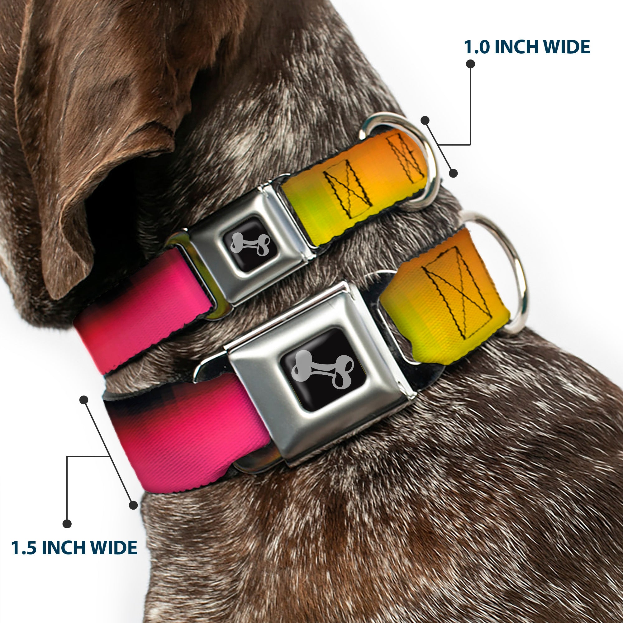 Dog Bone Seatbelt Buckle Collar - BD Psychedelic Seatbelt Buckle Collars Buckle-Down