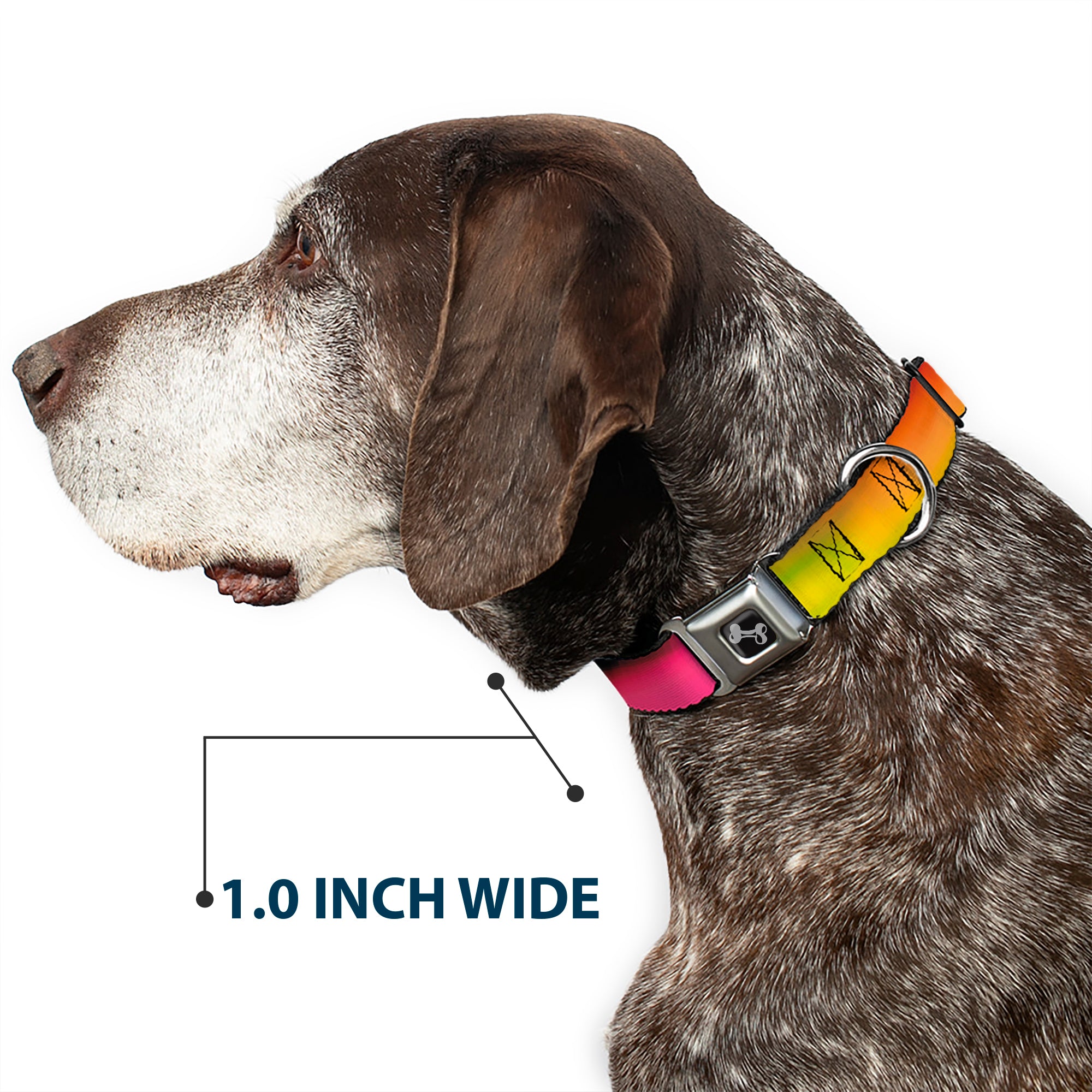 Dog Bone Seatbelt Buckle Collar - BD Psychedelic Seatbelt Buckle Collars Buckle-Down