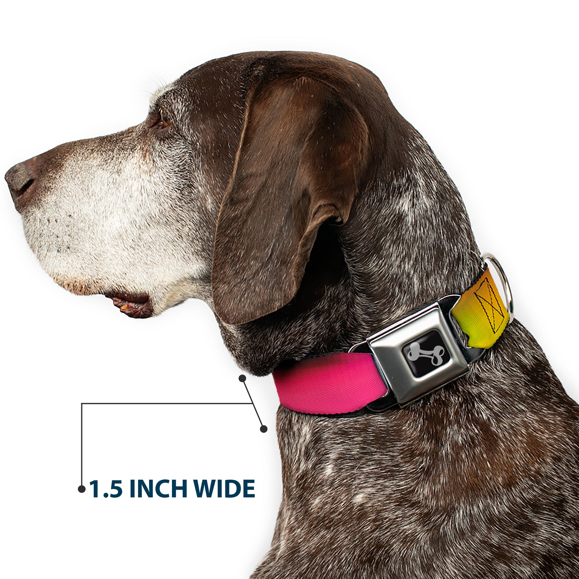 Dog Bone Seatbelt Buckle Collar - BD Psychedelic Seatbelt Buckle Collars Buckle-Down