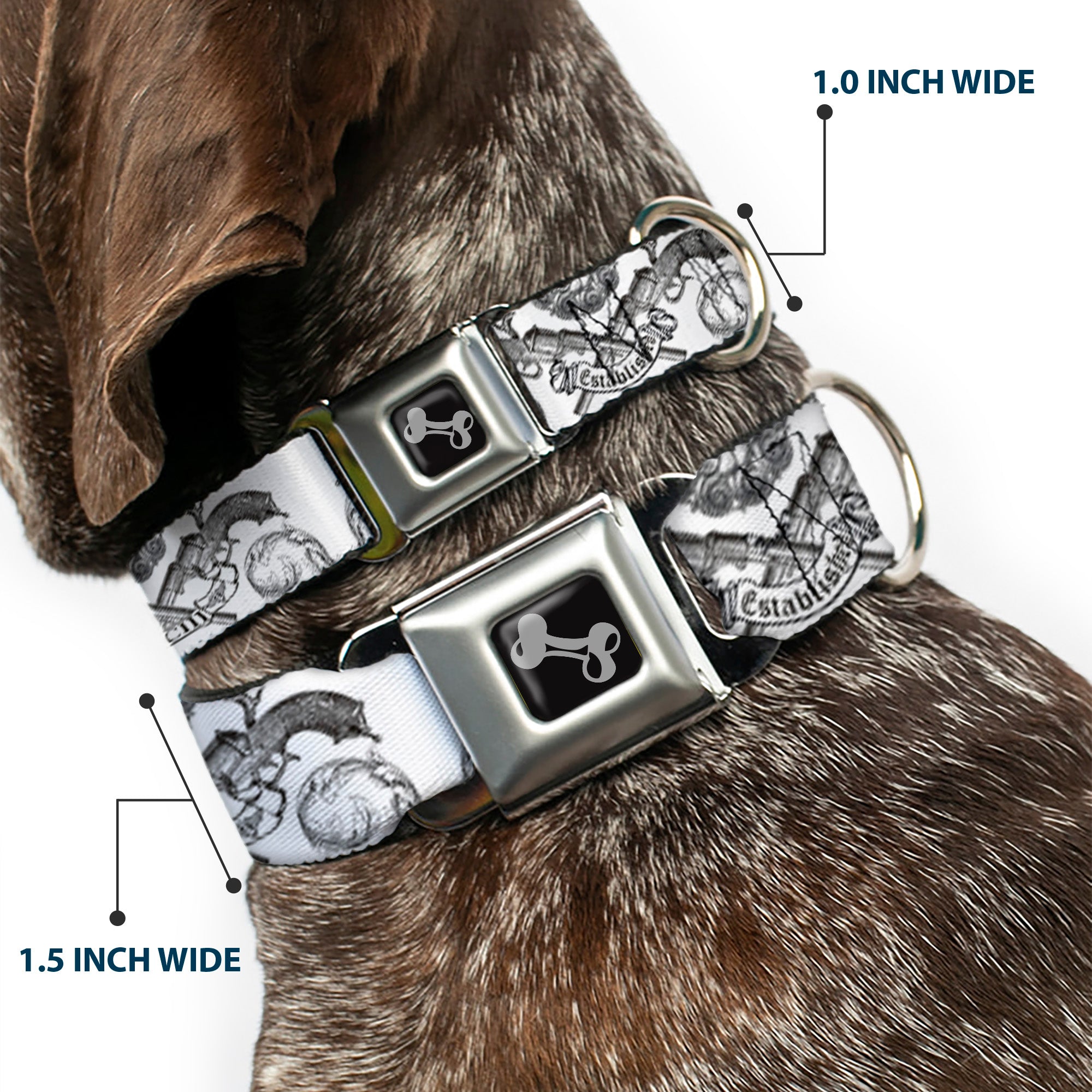 Dog Bone Seatbelt Buckle Collar - BD Est. 93 White Seatbelt Buckle Collars Buckle-Down