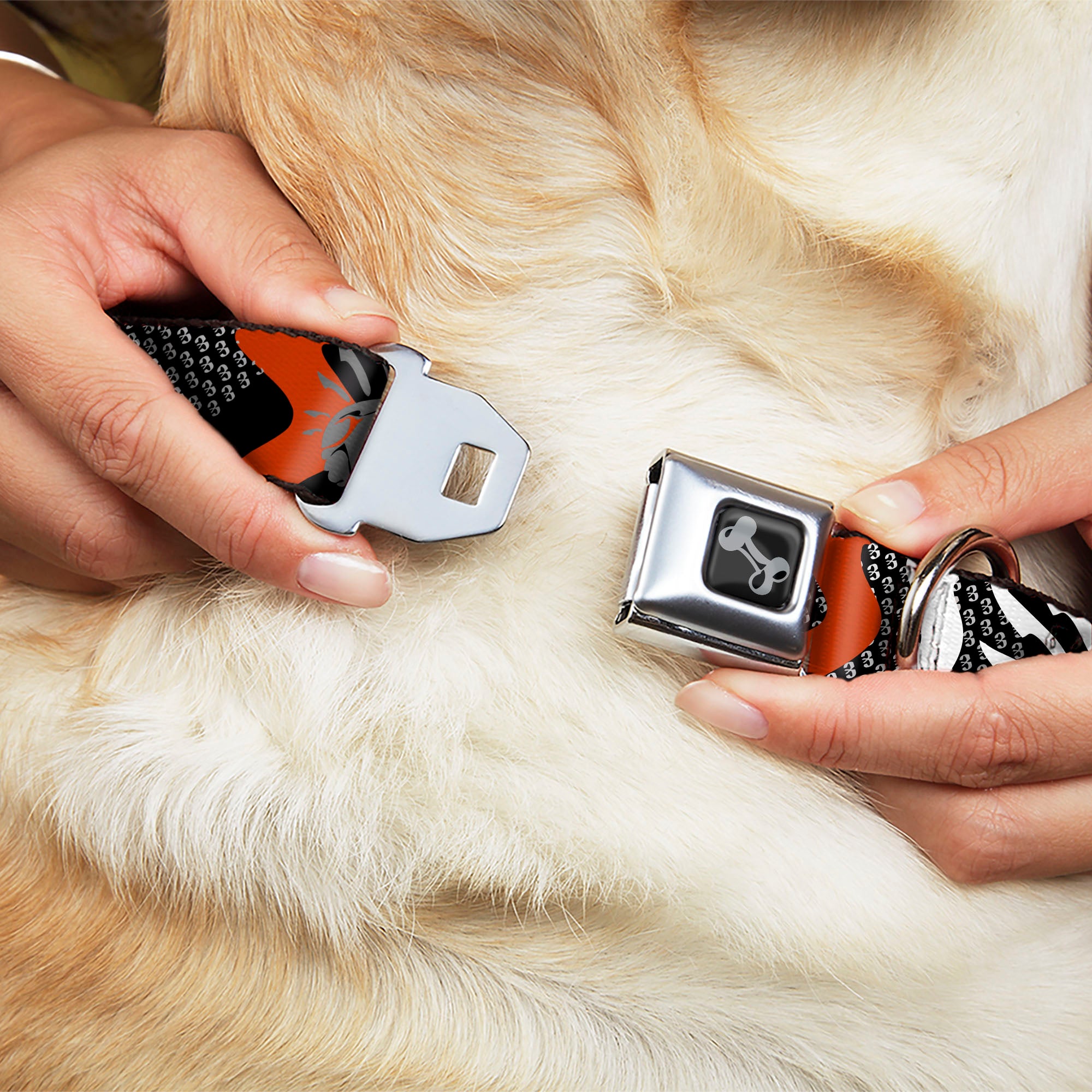 Dog Bone Seatbelt Buckle Collar - BD Die Hard Skull 01 Seatbelt Buckle Collars Buckle-Down