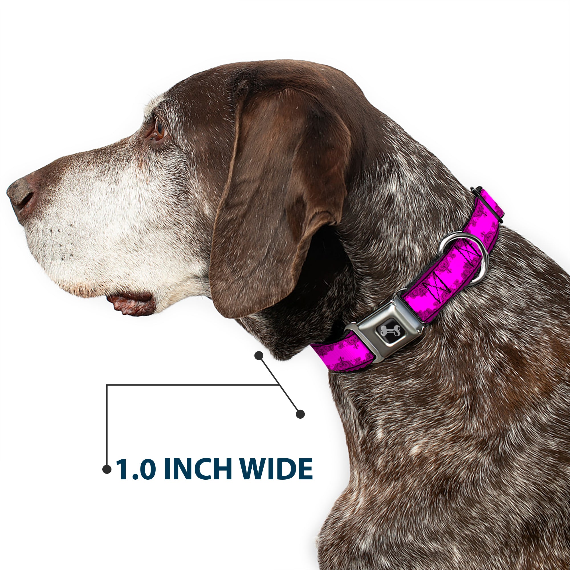 Dog Bone Seatbelt Buckle Collar - Boudoir Wallpaper Fuchsia/Black Seatbelt Buckle Collars Buckle-Down
