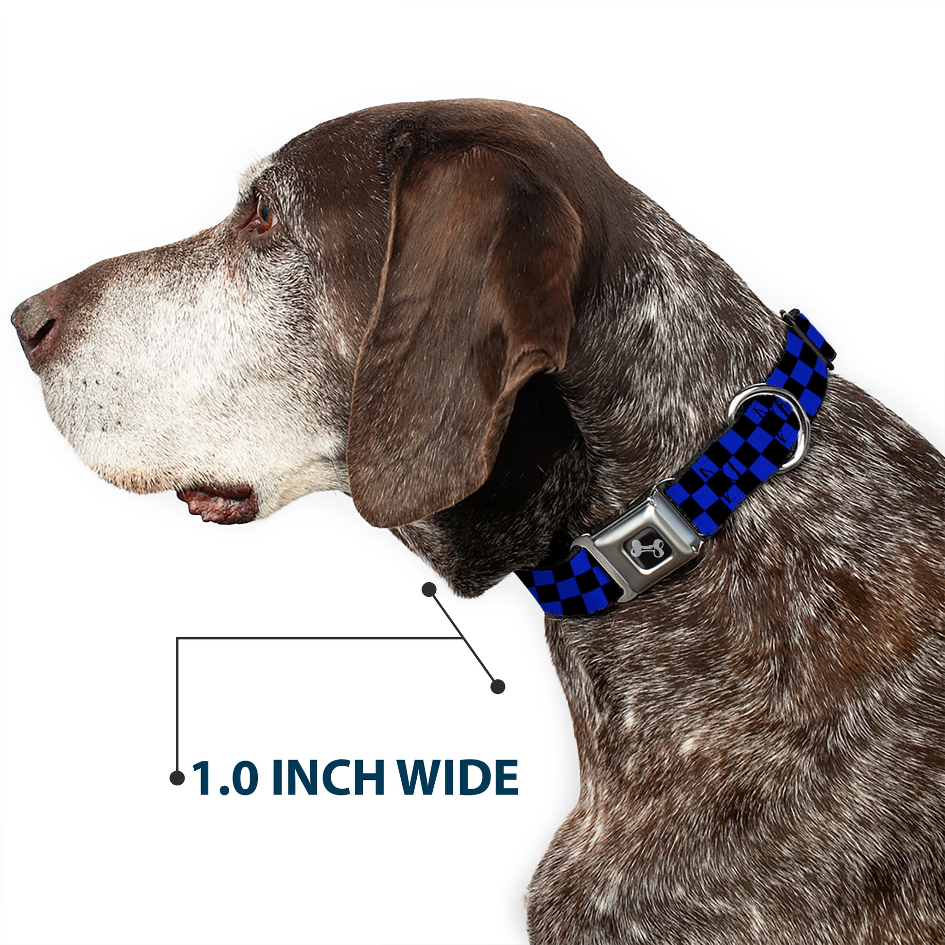 Dog Bone Seatbelt Buckle Collar - Checker Black/Neon Blue Seatbelt Buckle Collars Buckle-Down